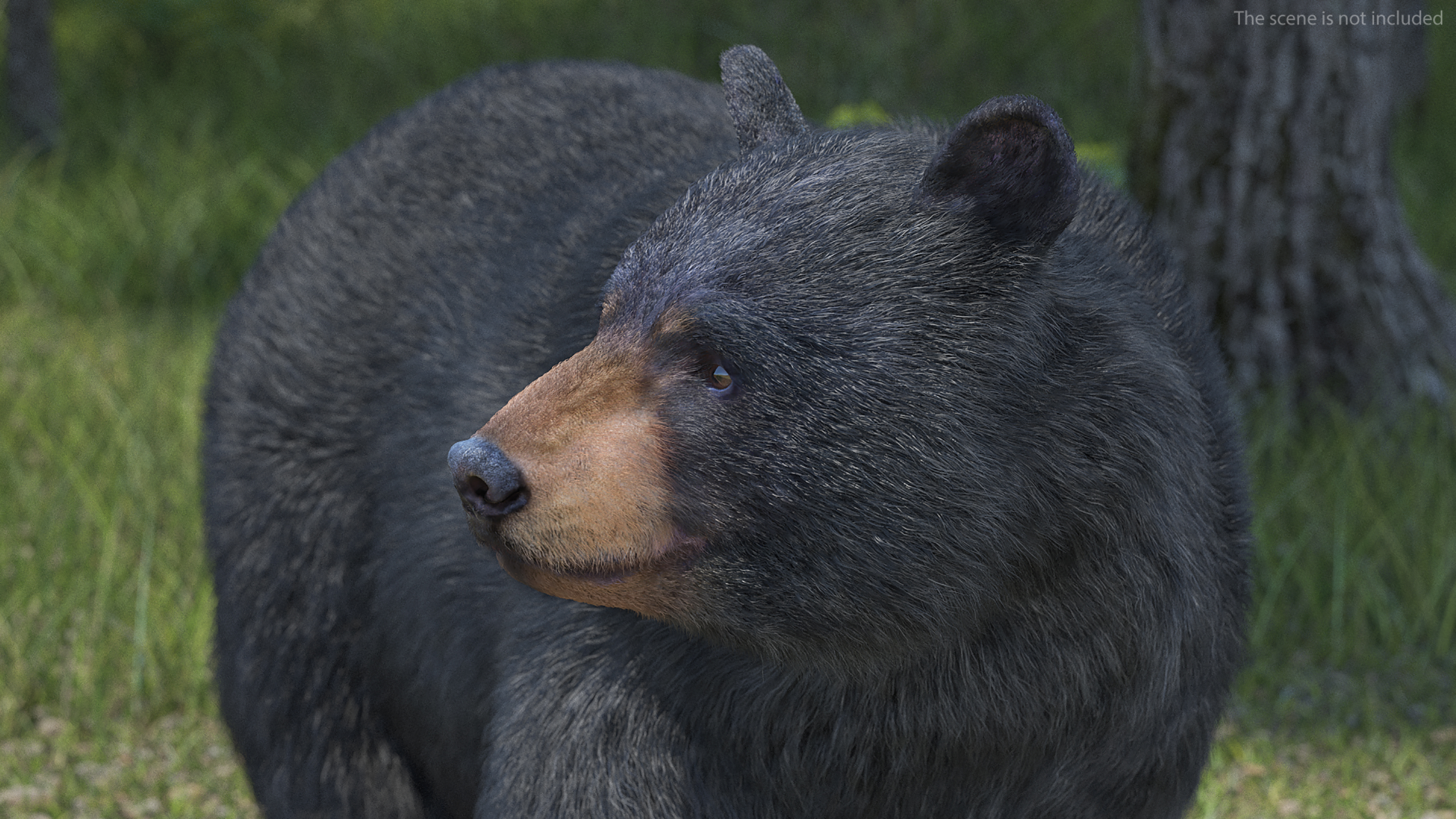 3D Black Bear Fur Rigged