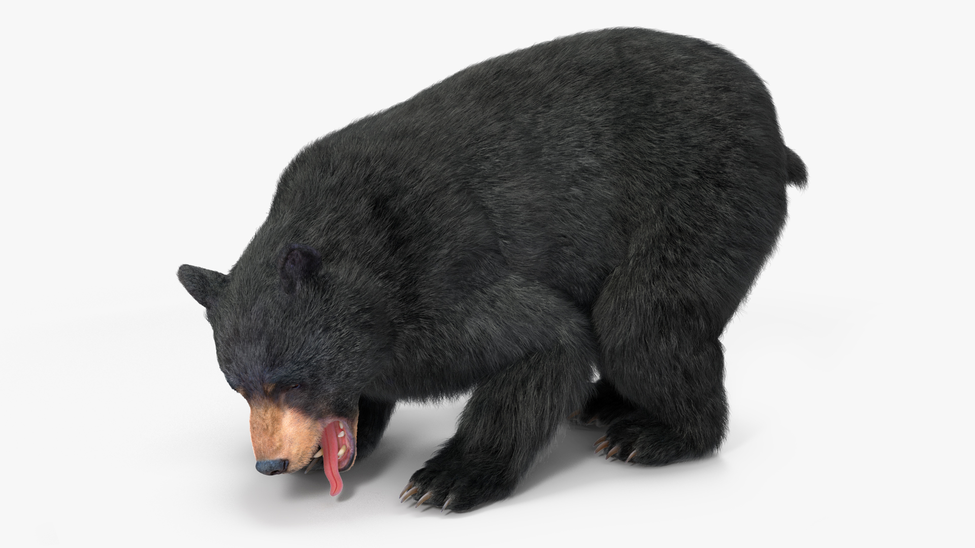 3D Black Bear Fur Rigged