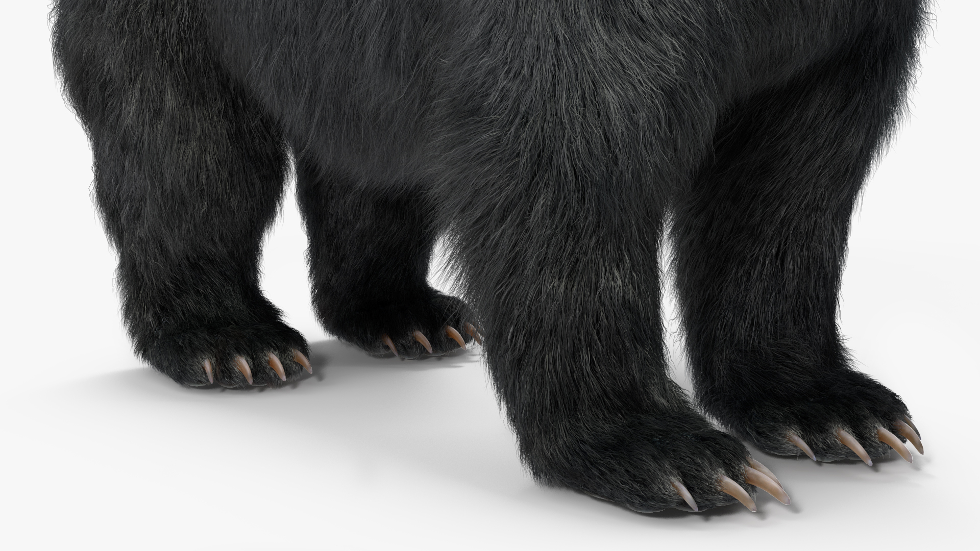 3D Black Bear Fur Rigged