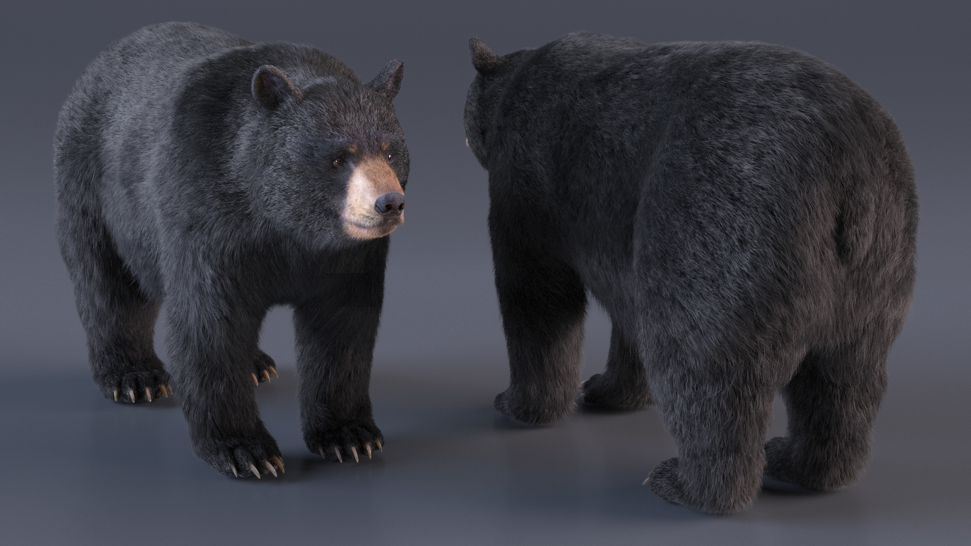 3D Black Bear Fur Rigged