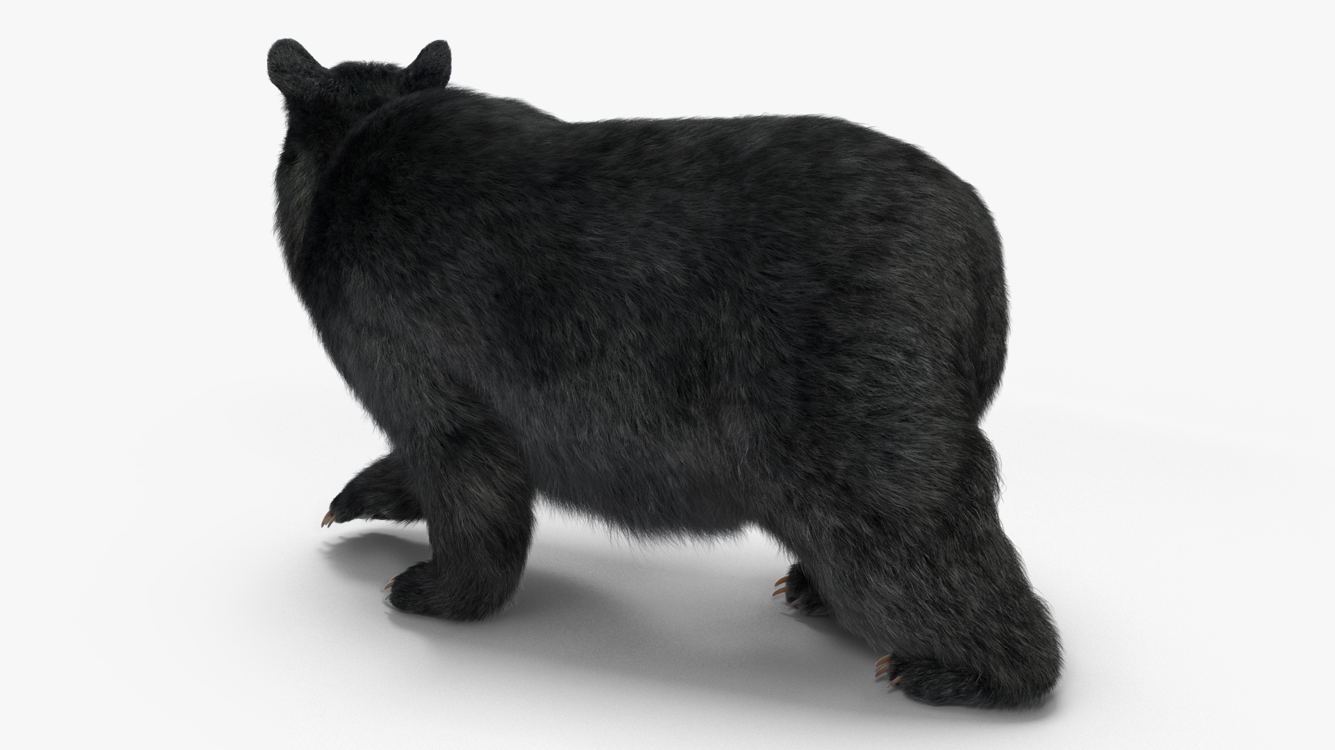 3D Black Bear Fur Rigged