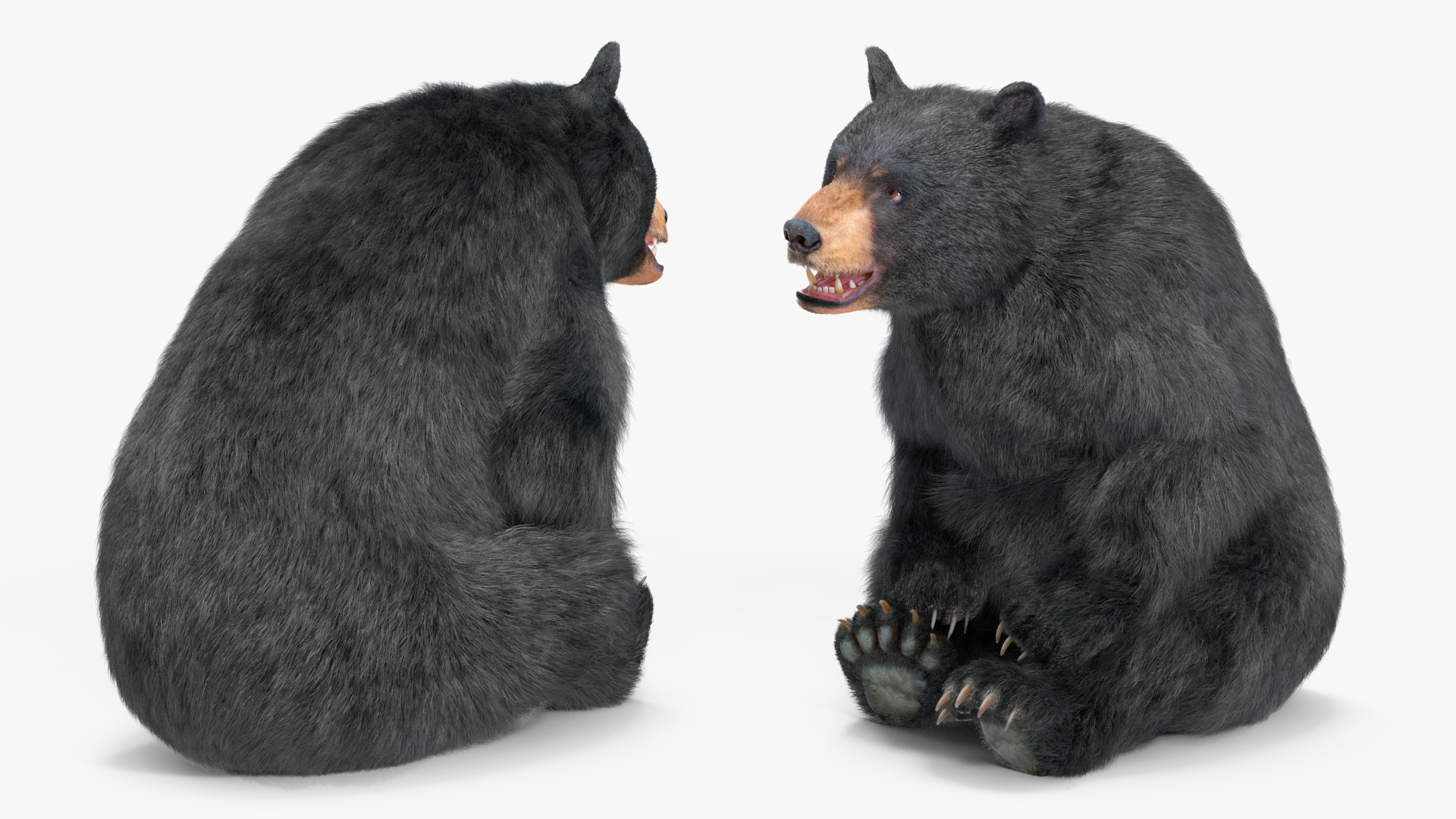 3D Black Bear Fur Rigged