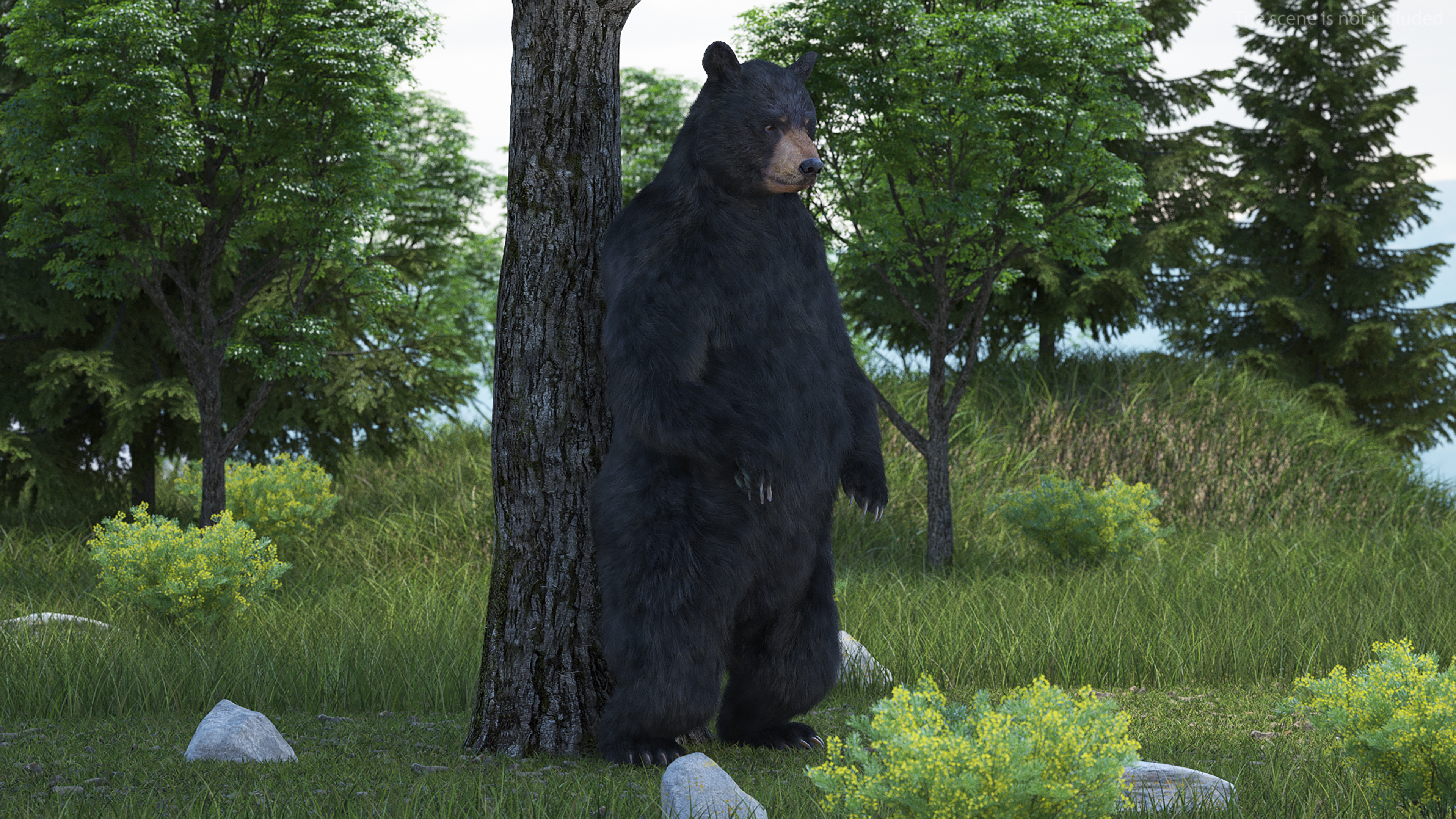 3D Black Bear Fur Rigged