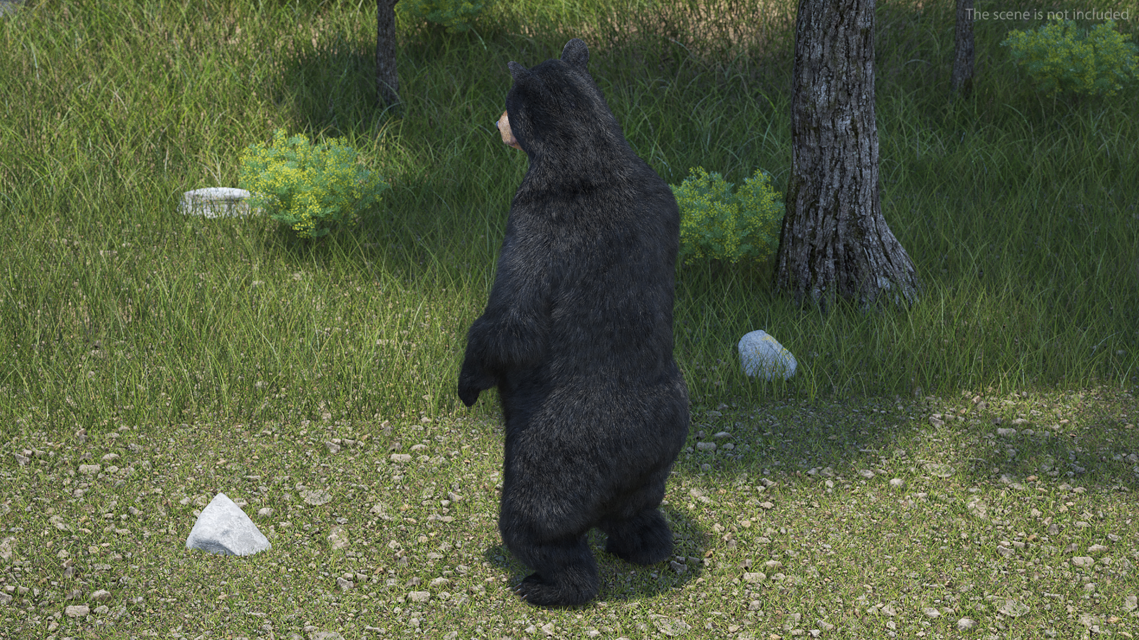 3D Black Bear Fur Rigged