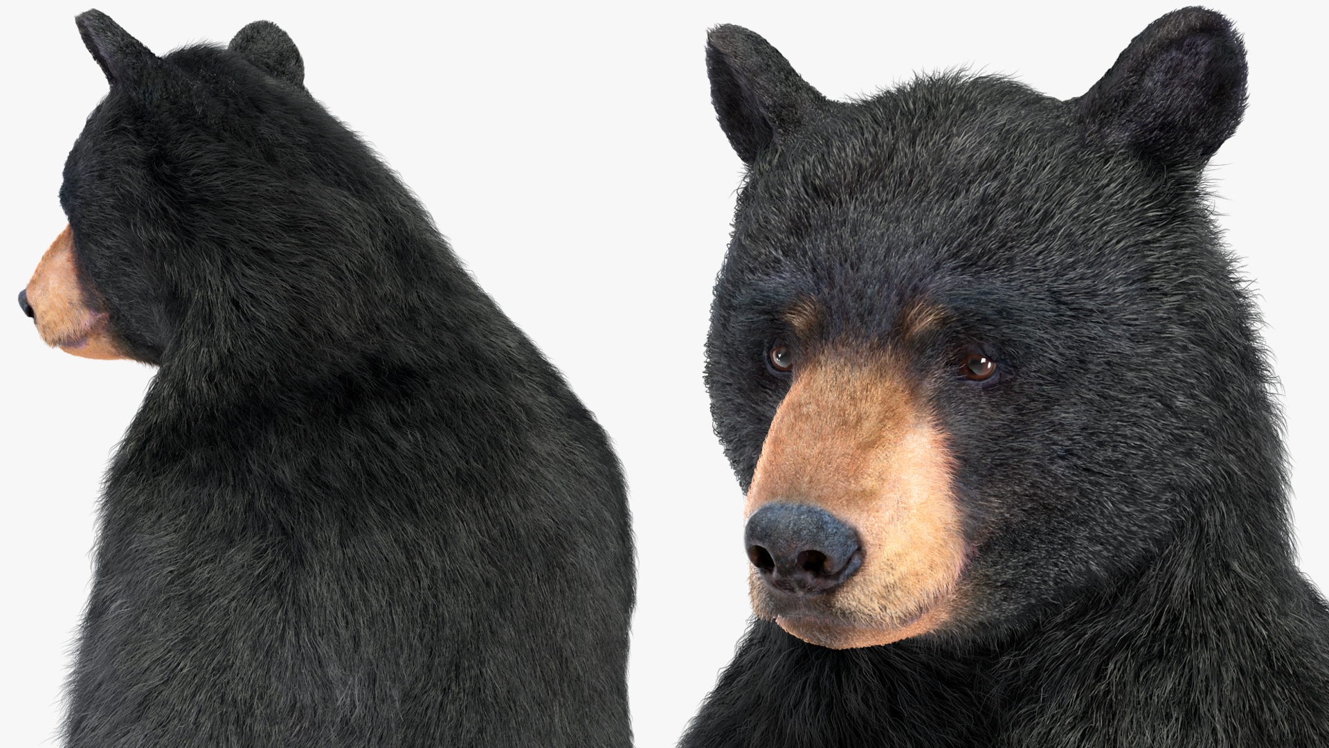 3D Black Bear Fur Rigged