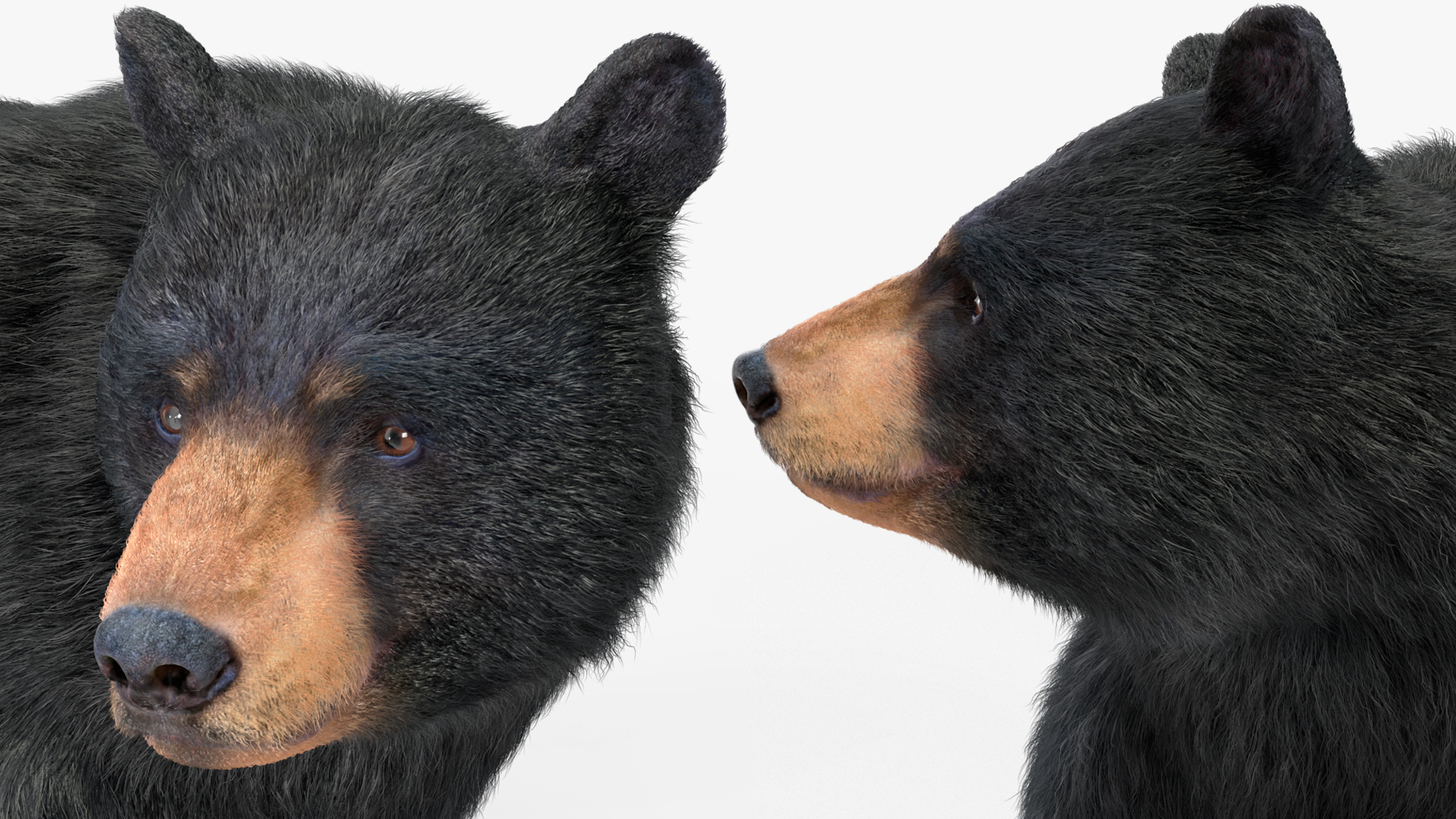 3D Black Bear Fur Rigged