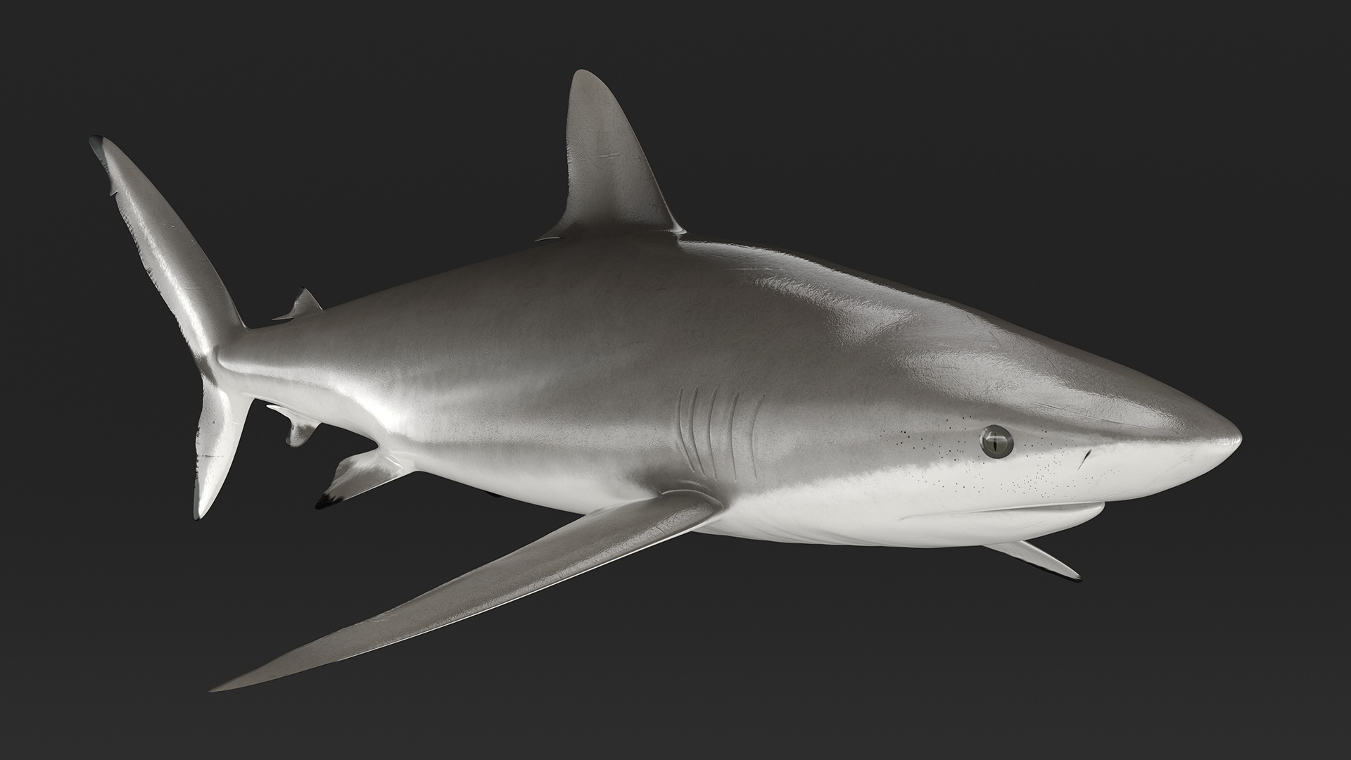 3D Realistic Silky Shark Rigged model