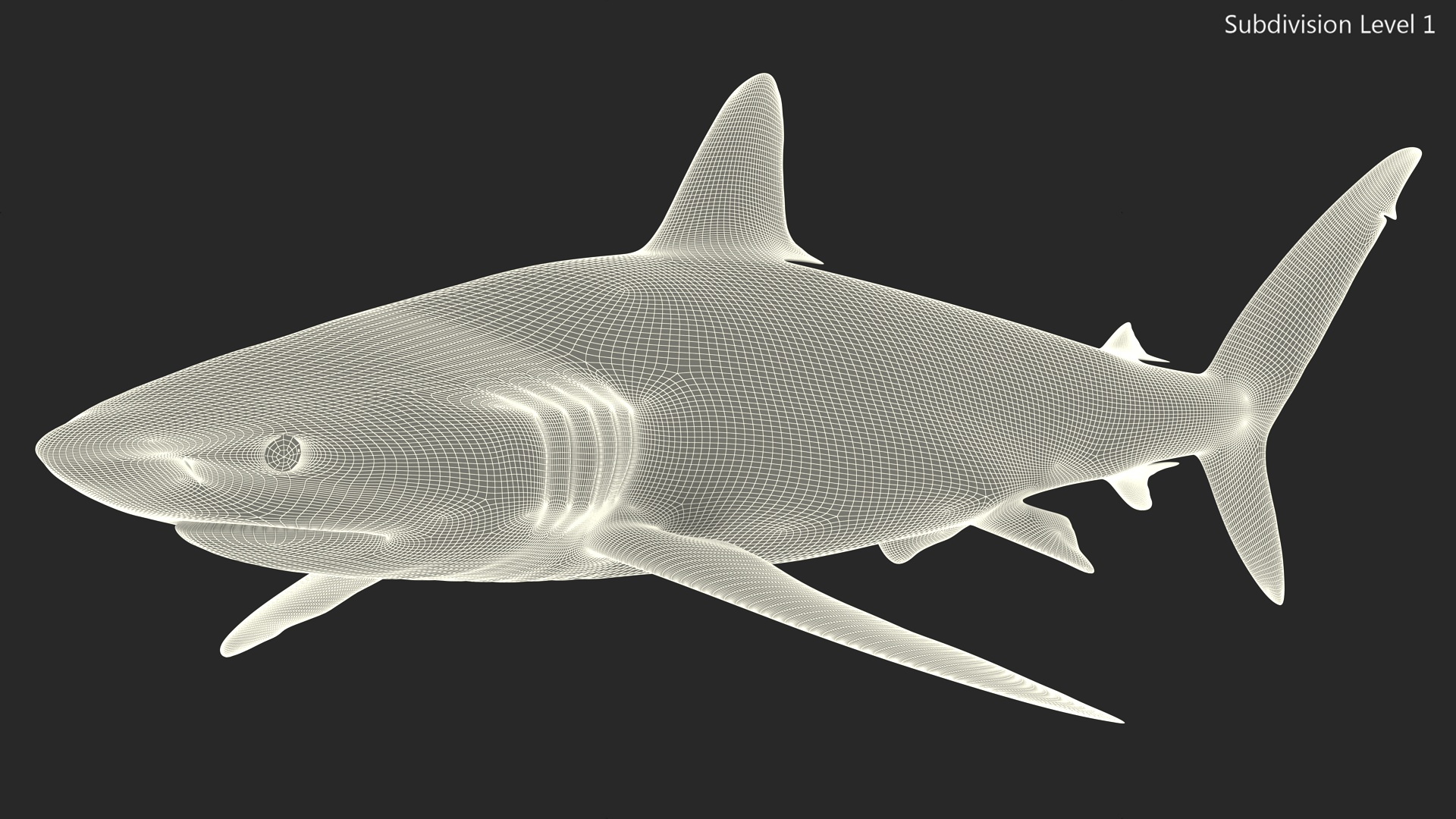 3D Realistic Silky Shark Rigged model