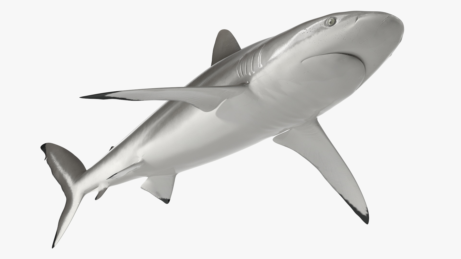 3D Realistic Silky Shark Rigged model