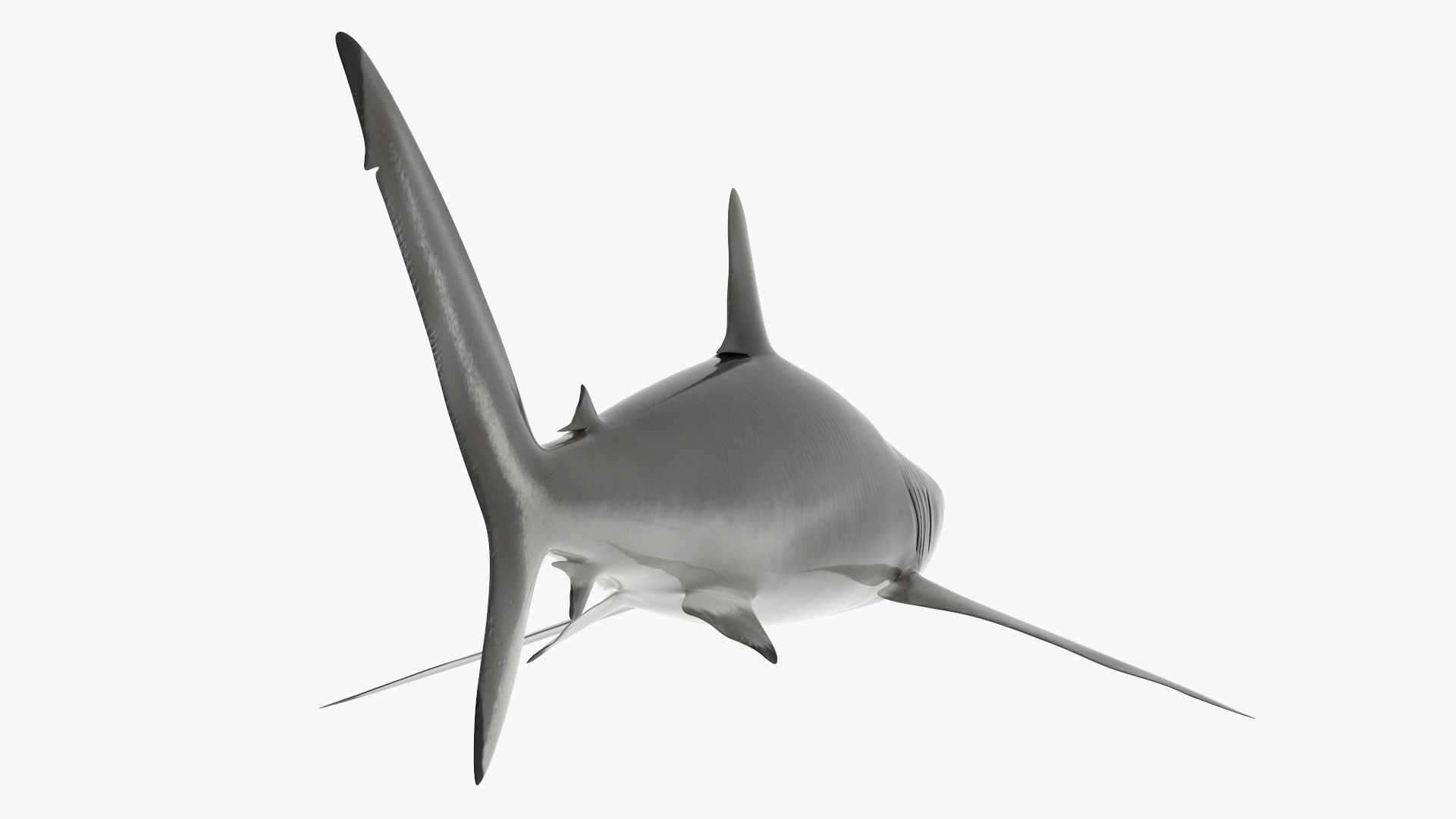 3D Realistic Silky Shark Rigged model