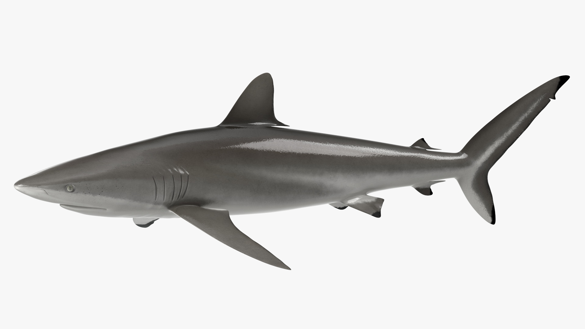 3D Realistic Silky Shark Rigged model