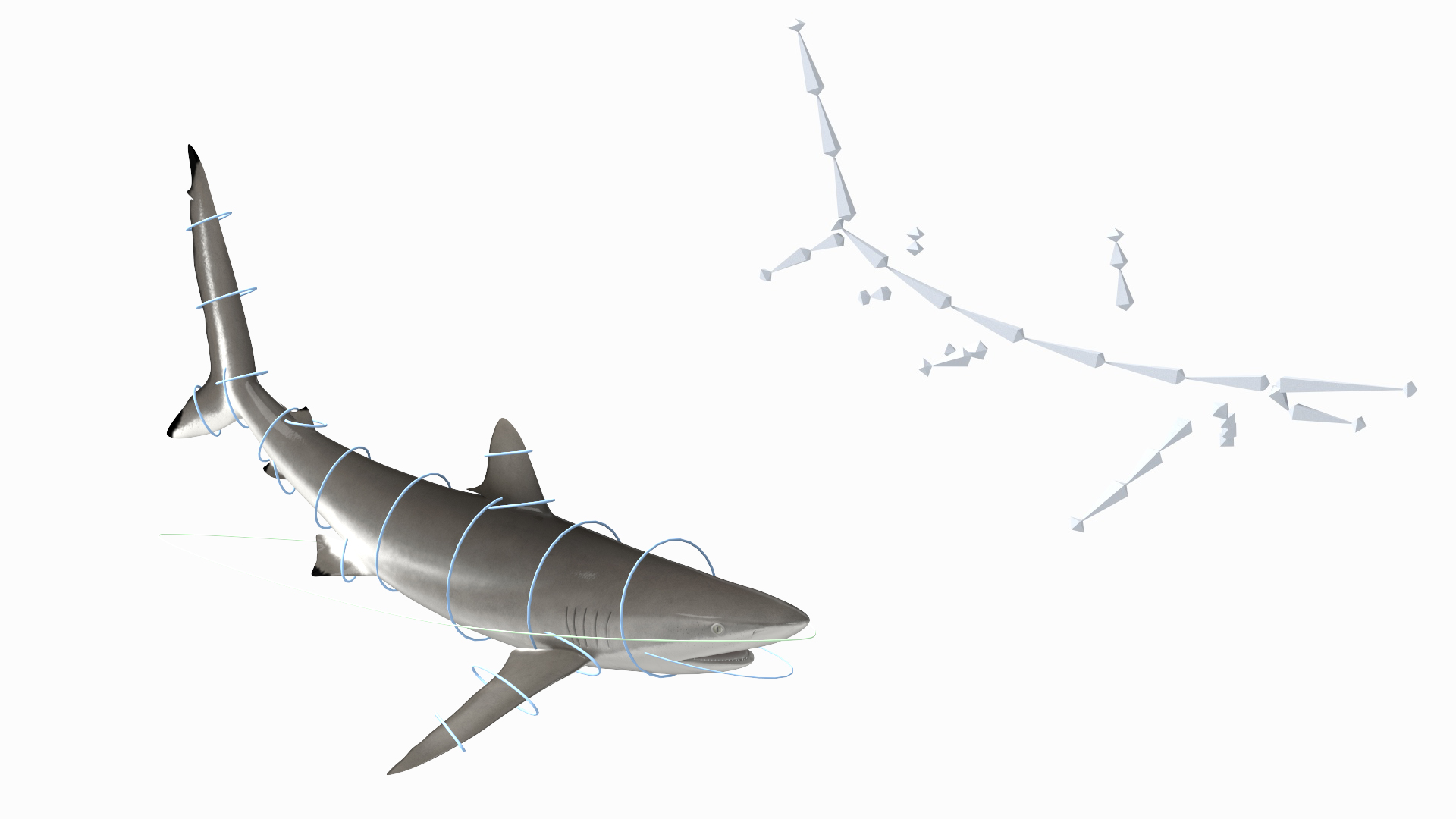 3D Realistic Silky Shark Rigged model