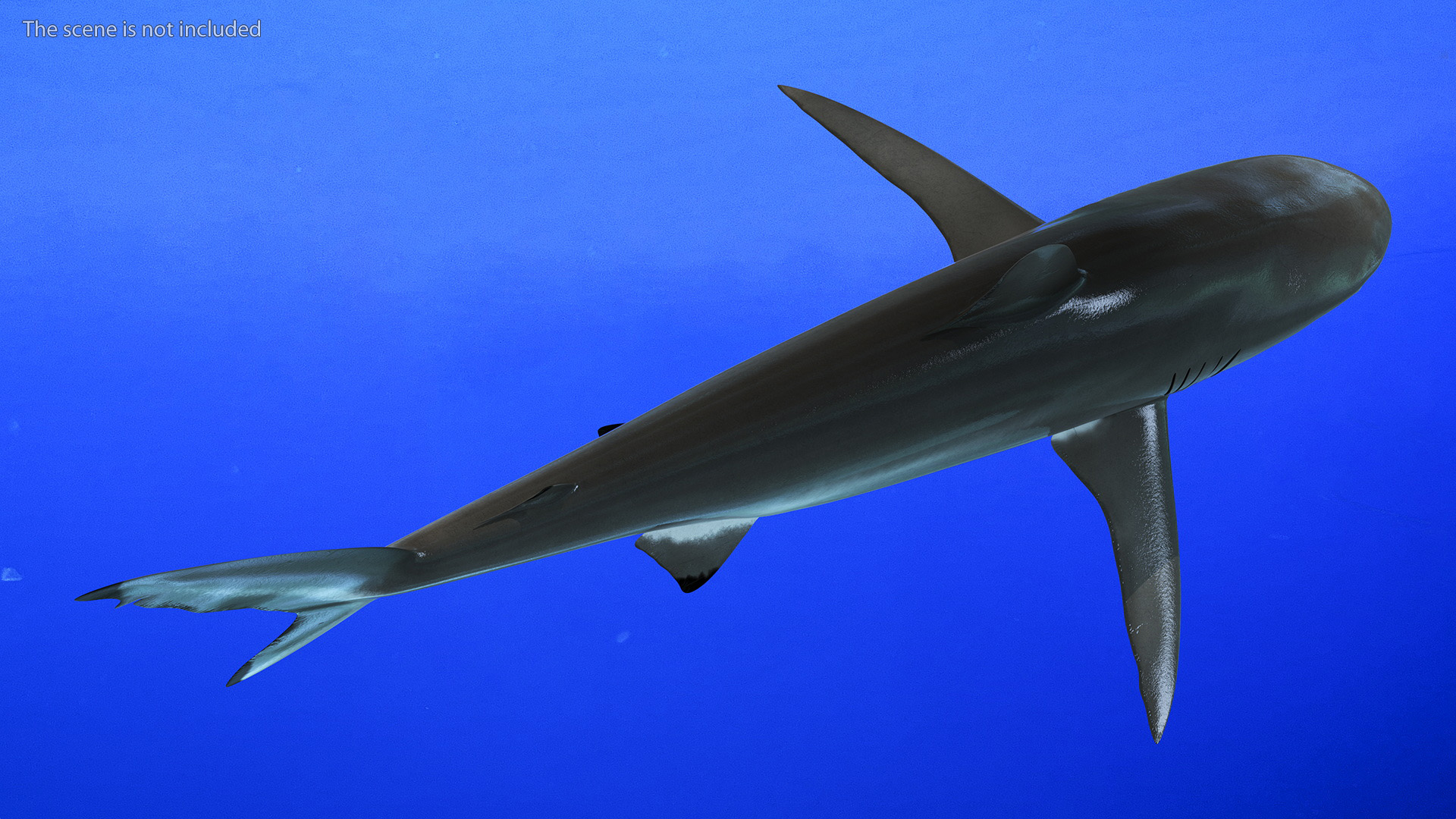 3D Realistic Silky Shark Rigged model