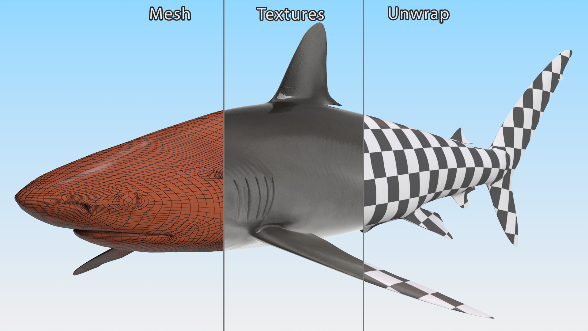 3D Realistic Silky Shark Rigged model