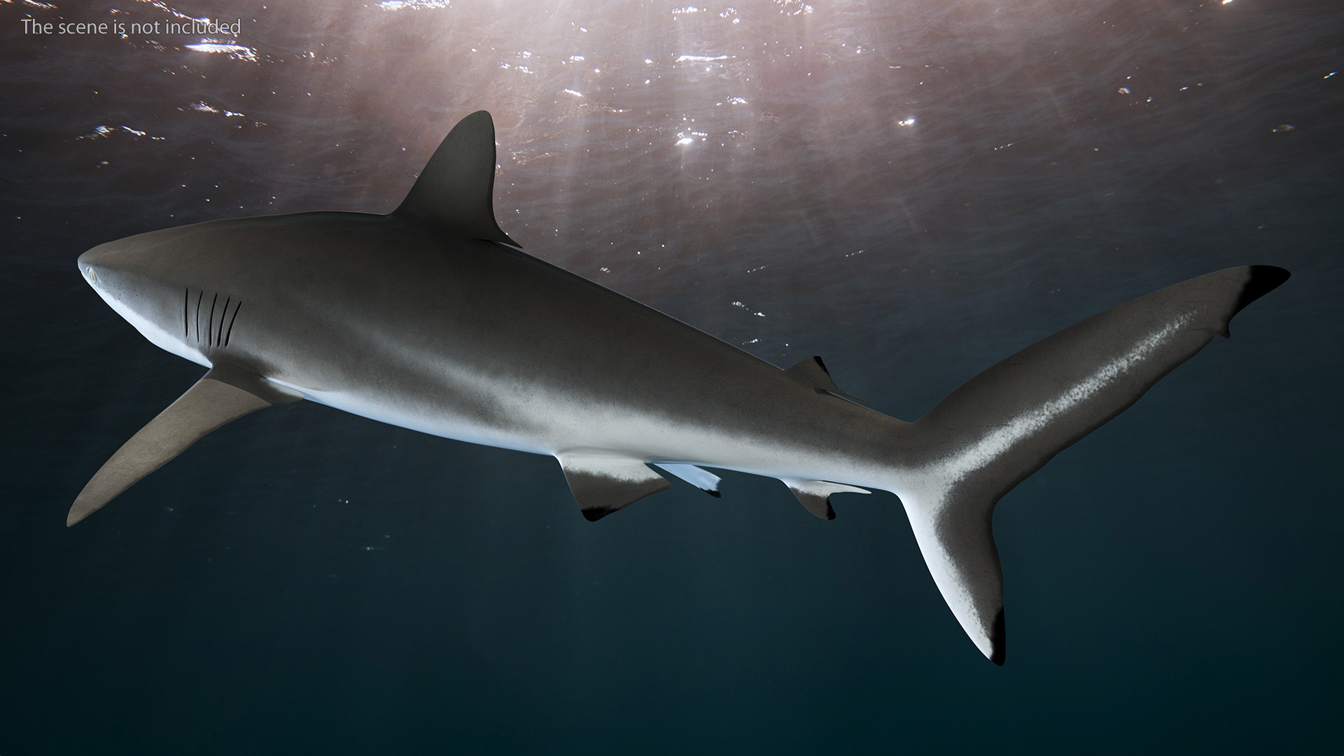 3D Realistic Silky Shark Rigged model