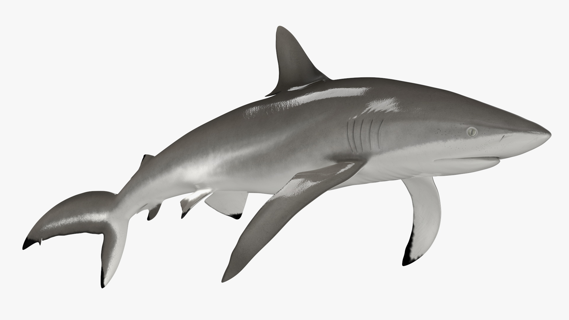 3D Realistic Silky Shark Rigged model