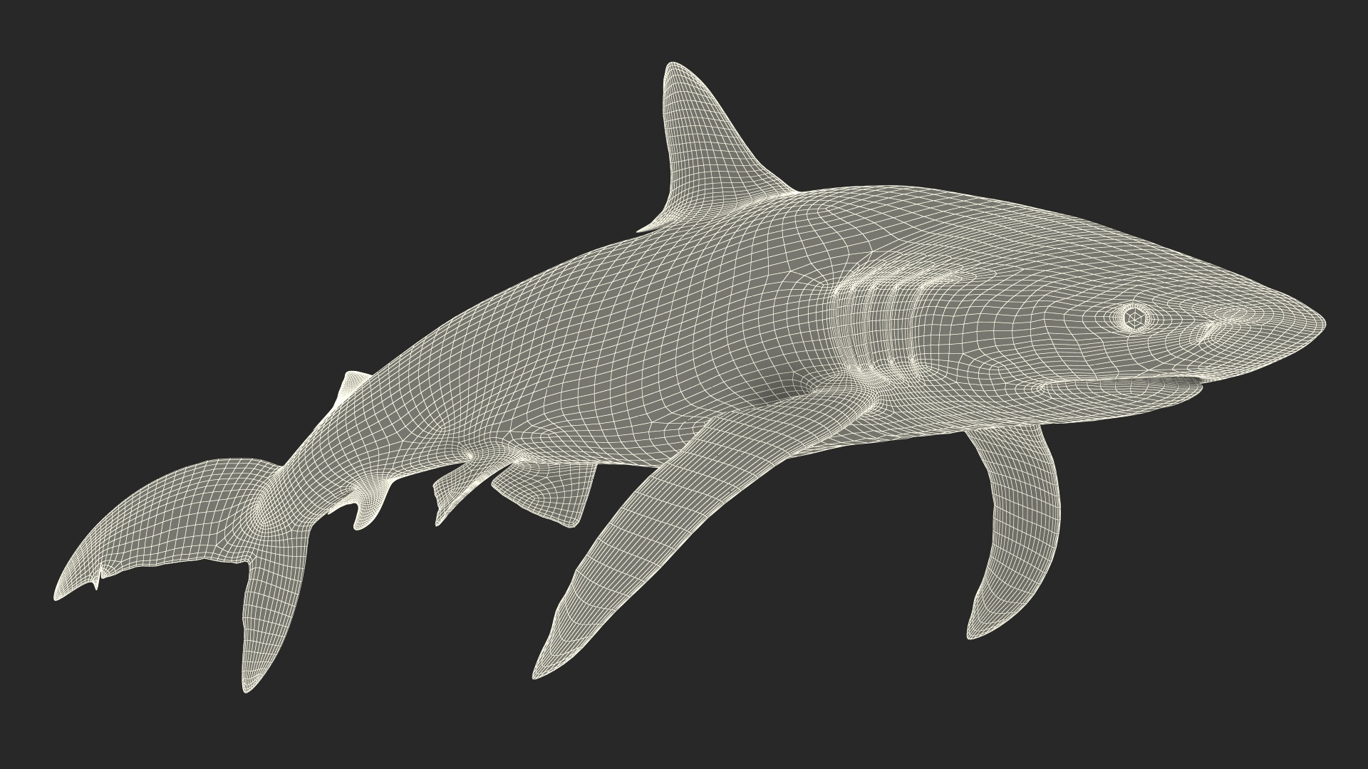 3D Realistic Silky Shark Rigged model