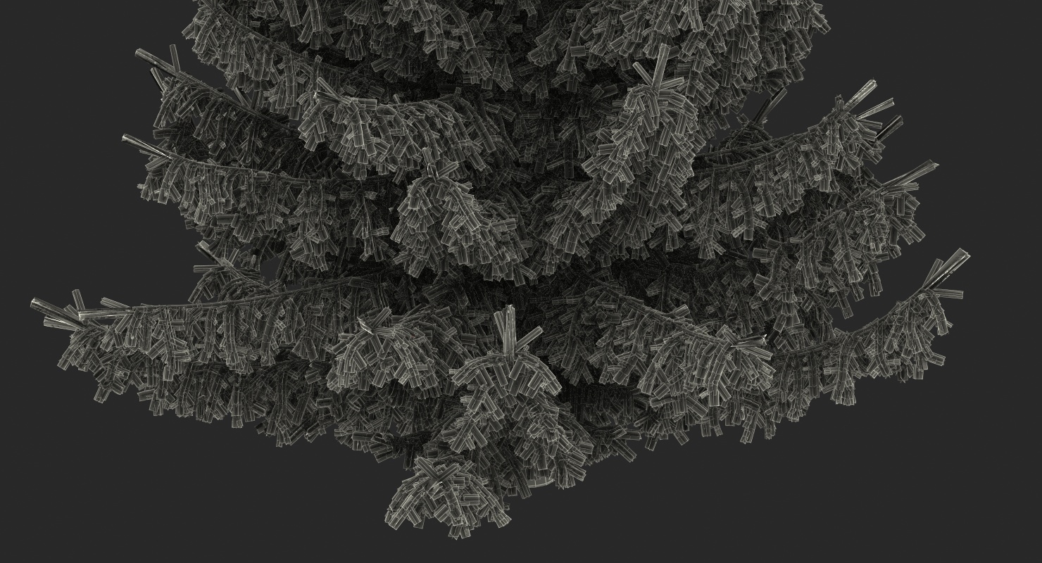 Serbian Spruce 3D model