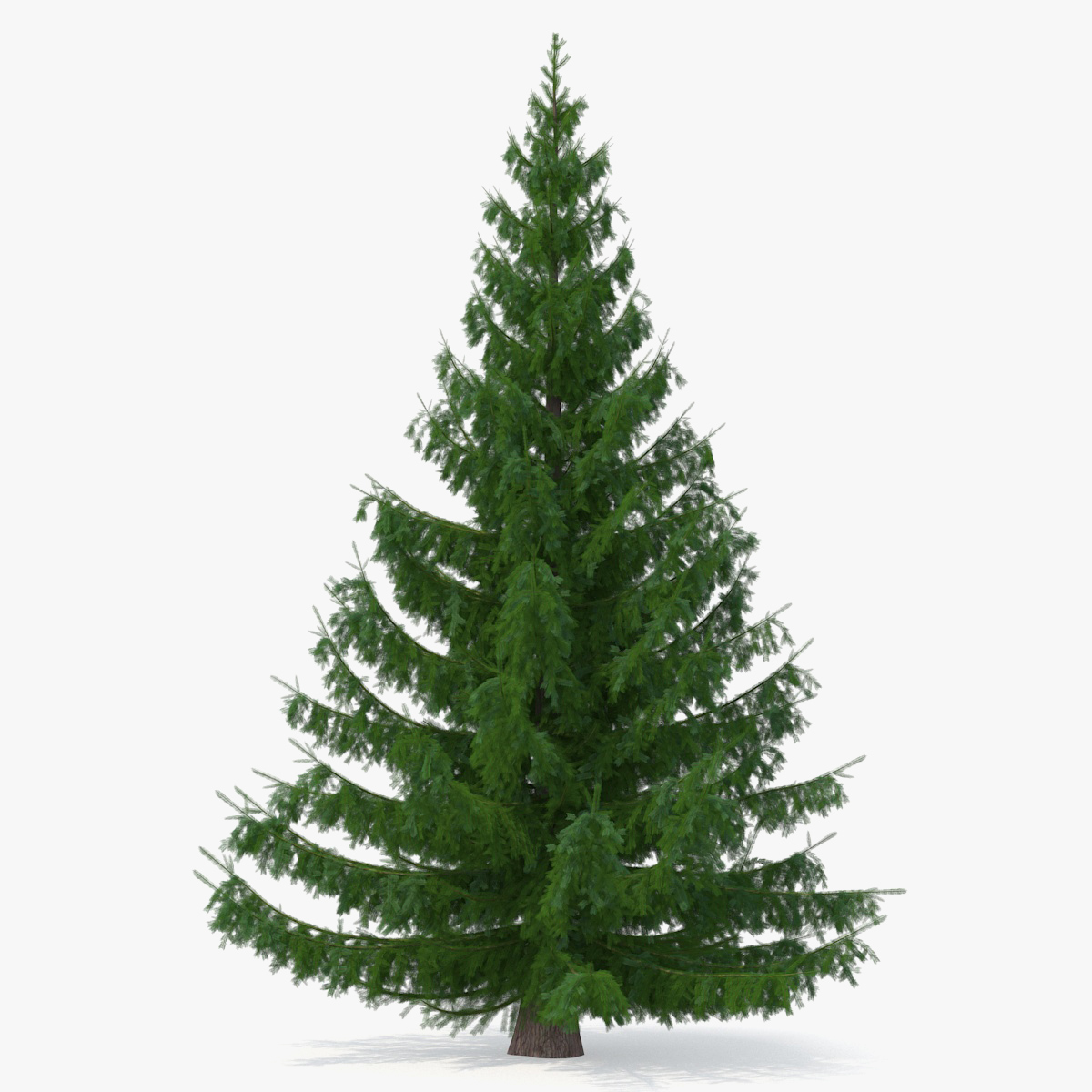 Serbian Spruce, view 3