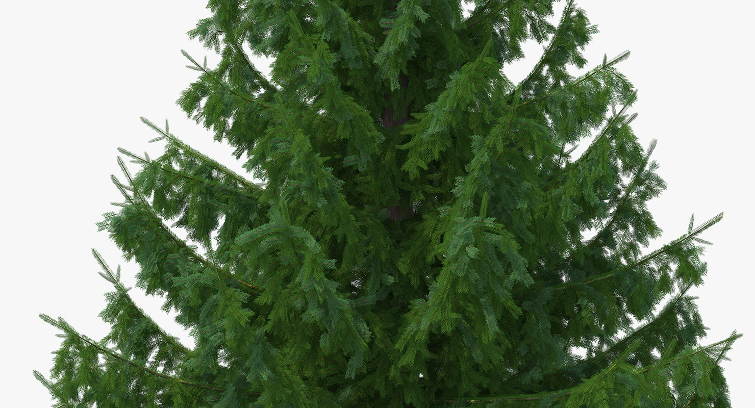 Serbian Spruce 3D model