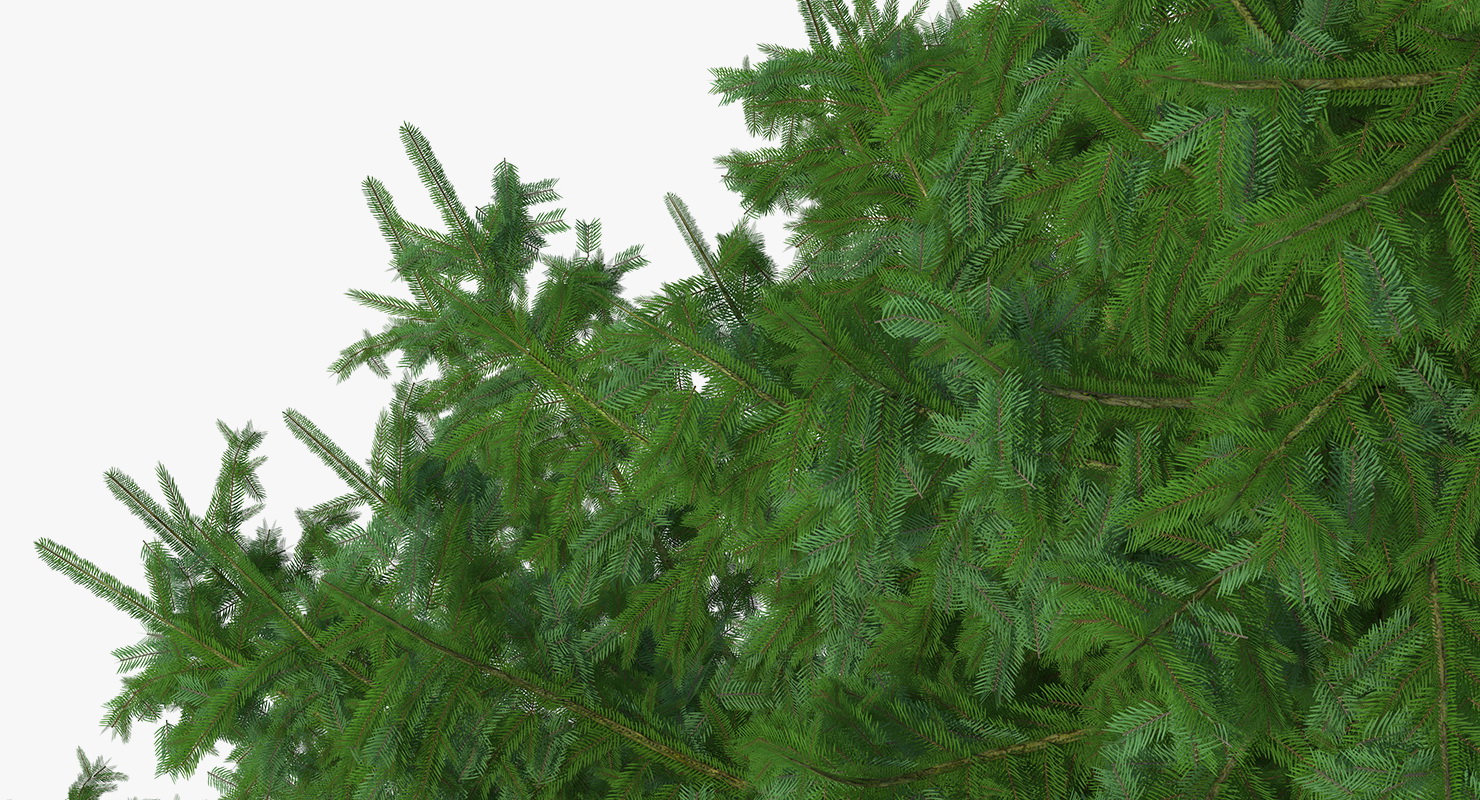 Serbian Spruce 3D model