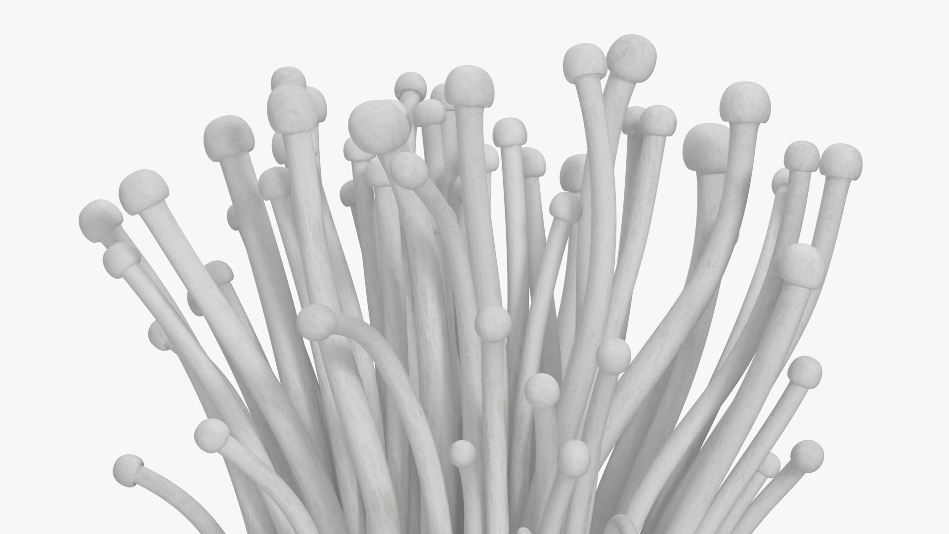 Enokitake 3D model