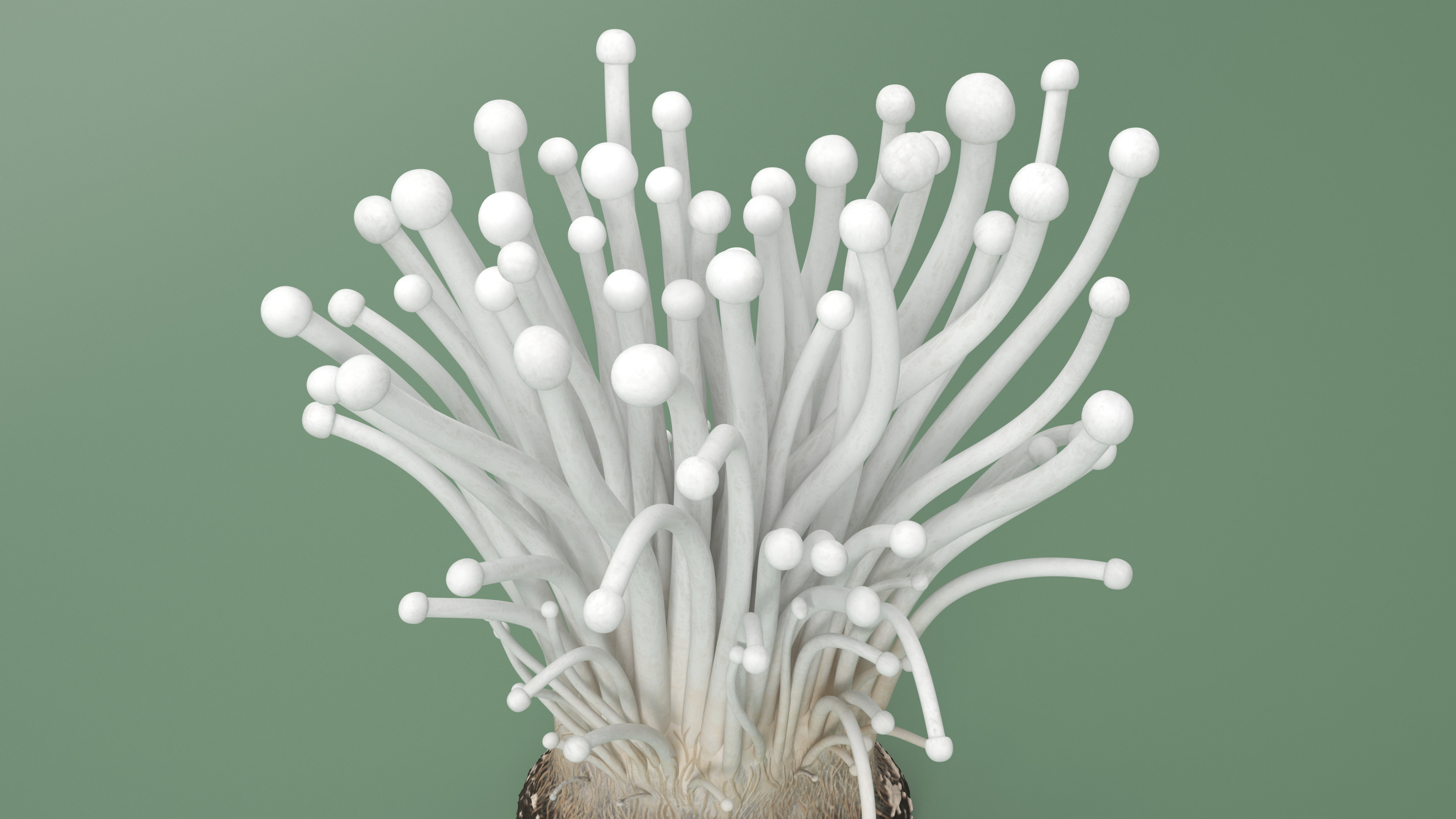 Enokitake 3D model