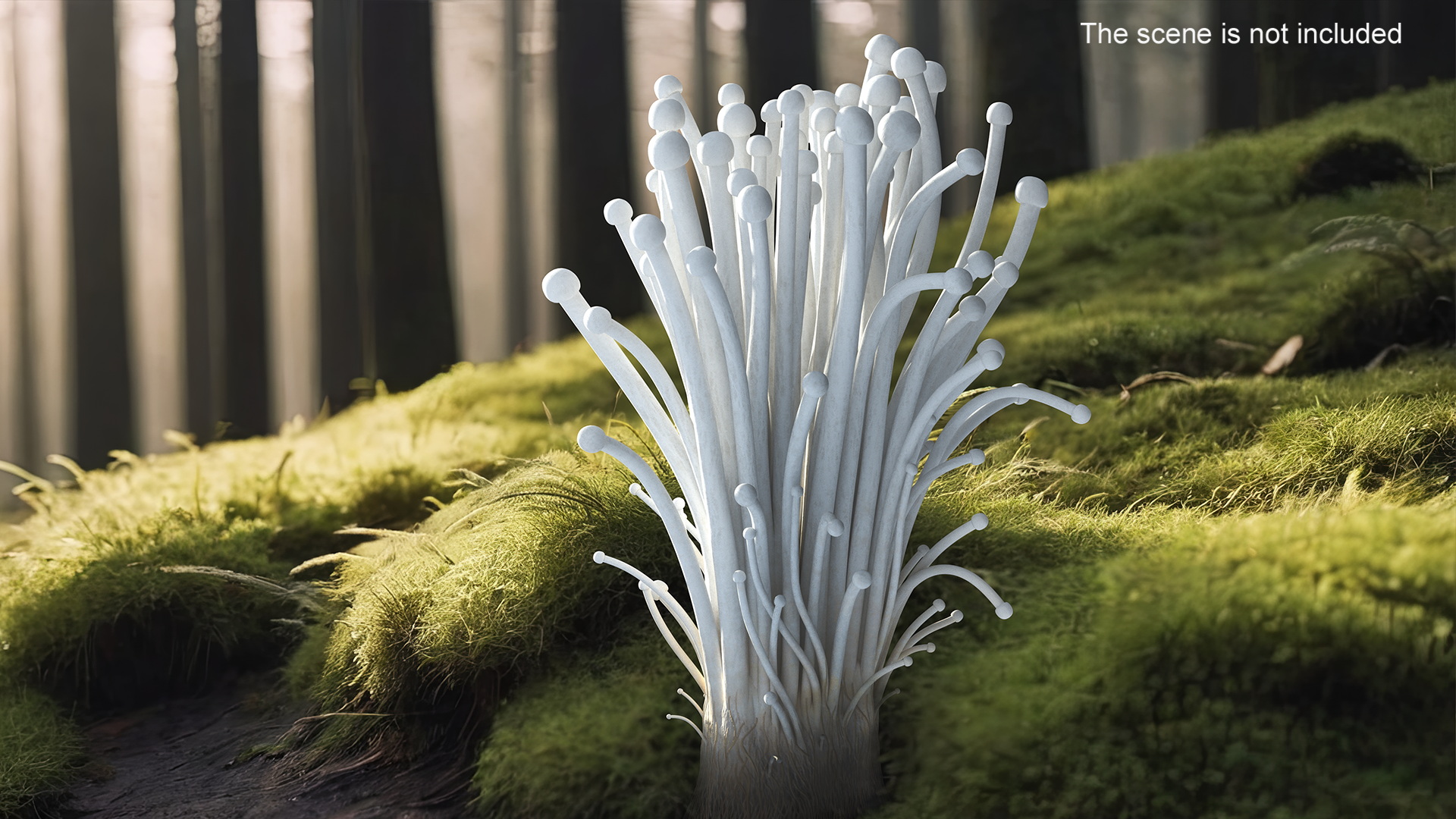 Enokitake 3D model