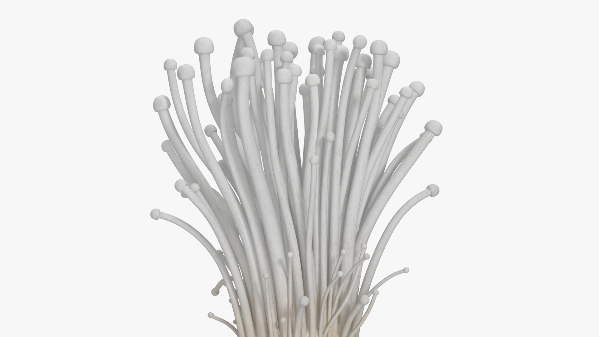 Enokitake 3D model