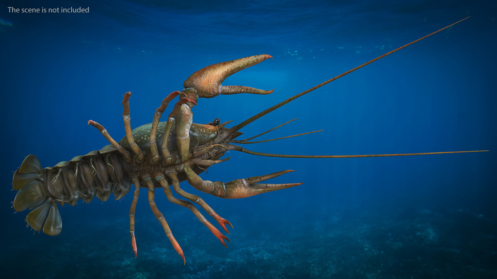 Paranephrops Rigged 3D model