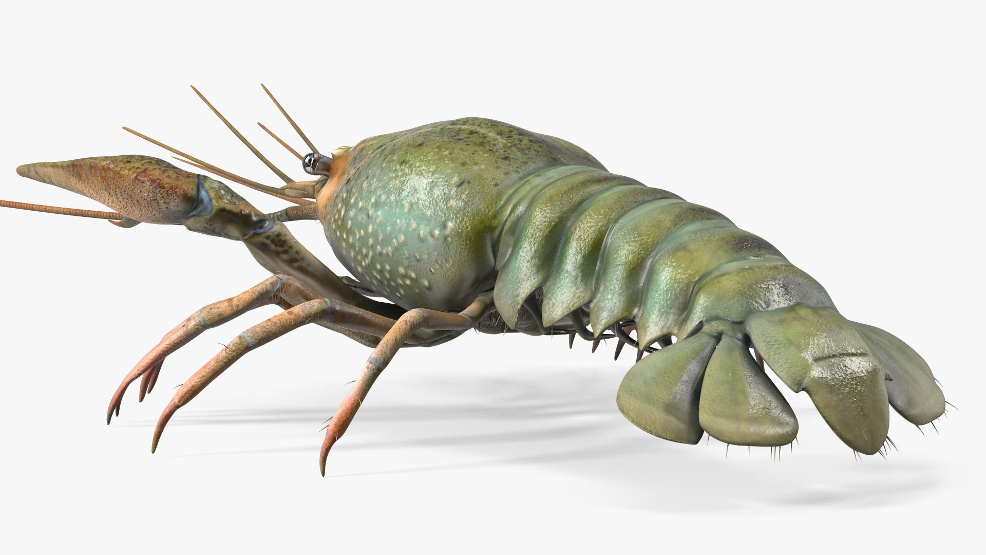 Paranephrops Rigged 3D model