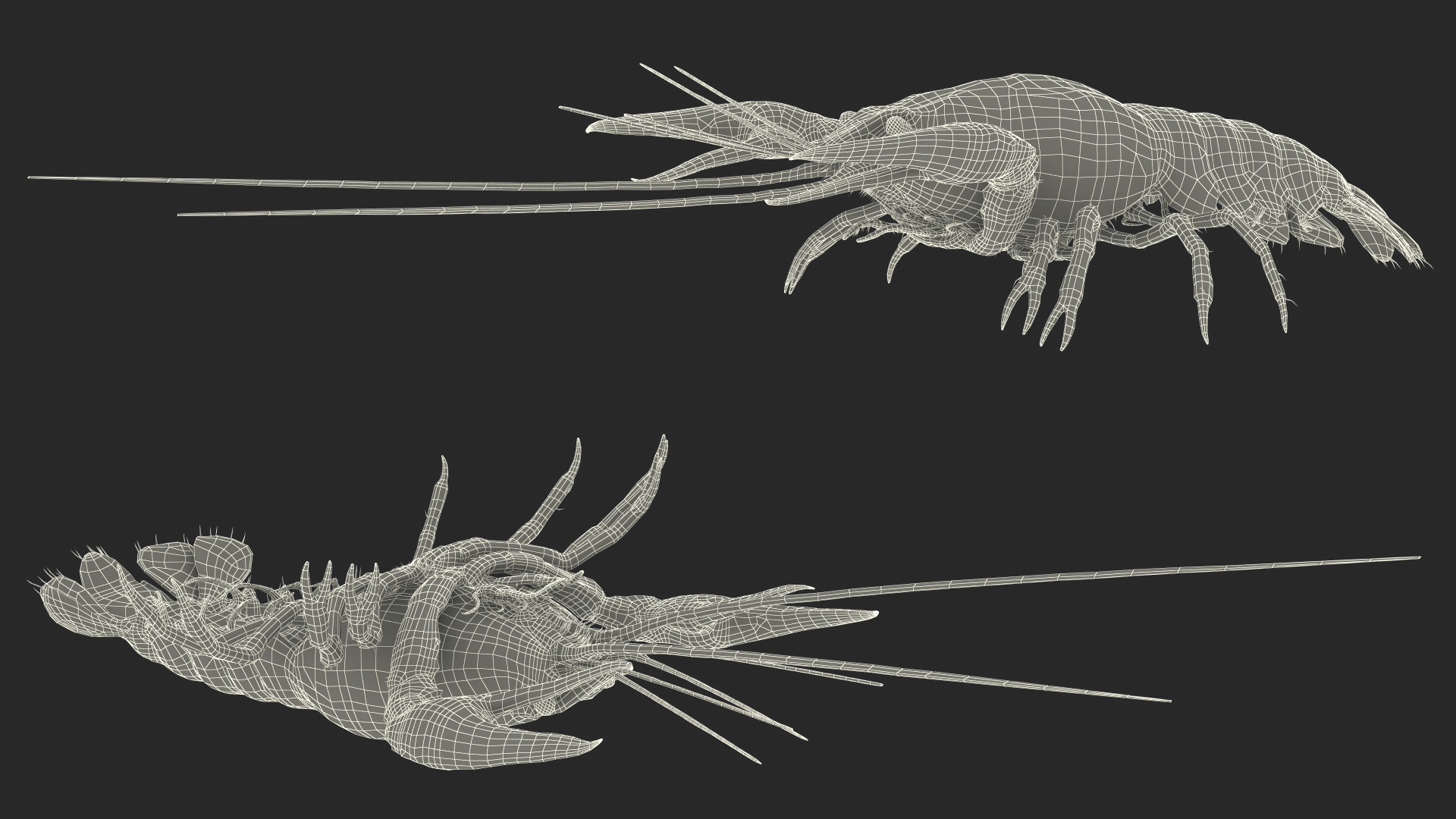 Paranephrops Rigged 3D model