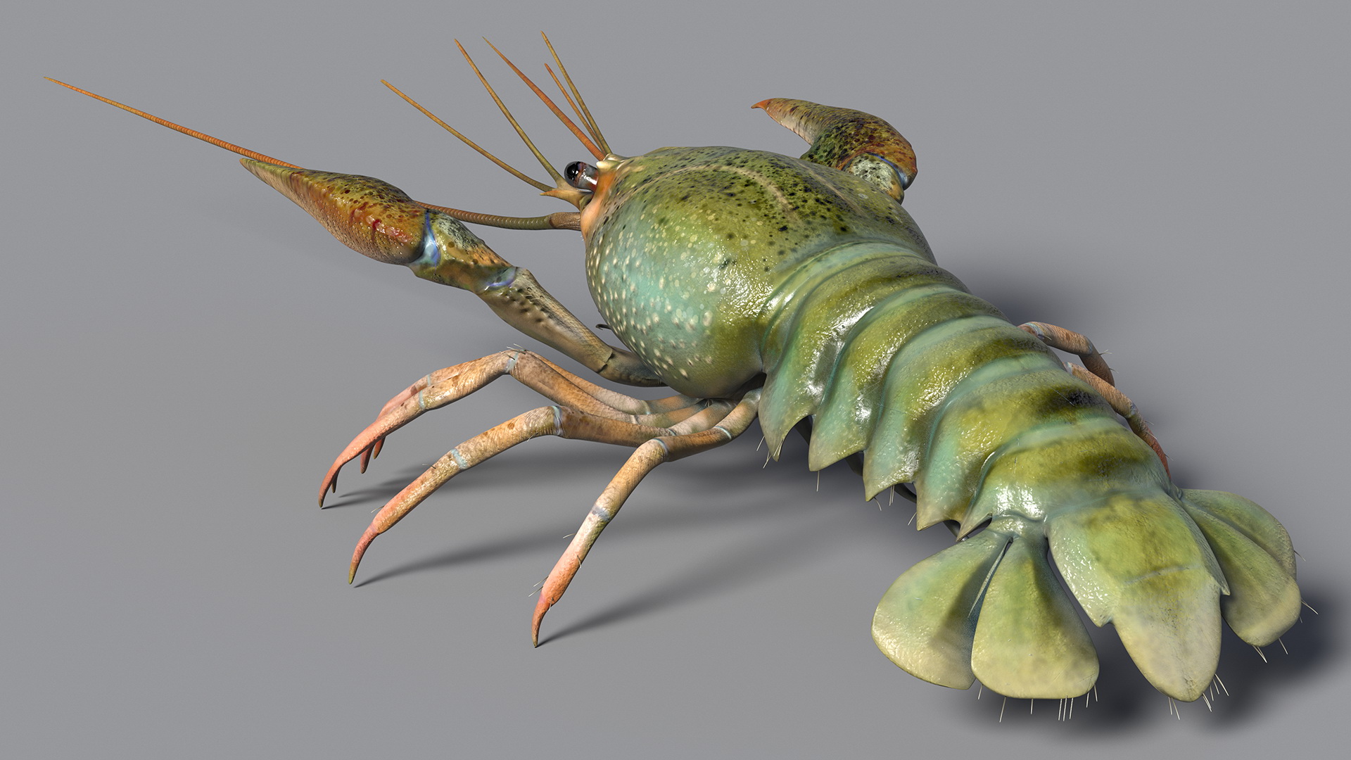 Paranephrops Rigged 3D model