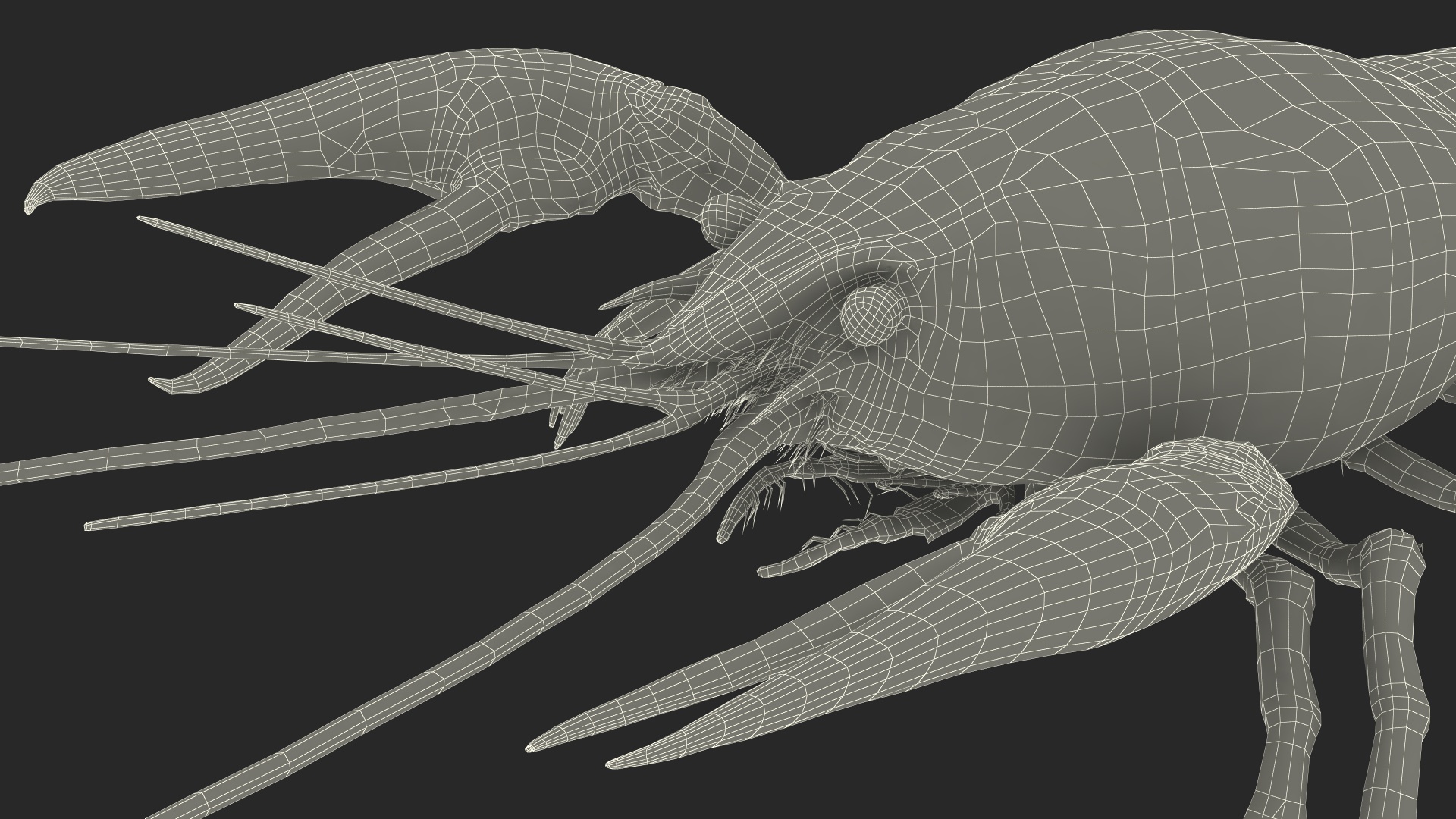 Paranephrops Rigged 3D model