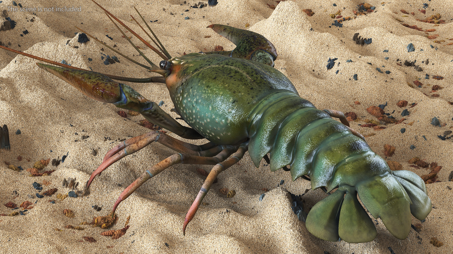 Paranephrops Rigged 3D model