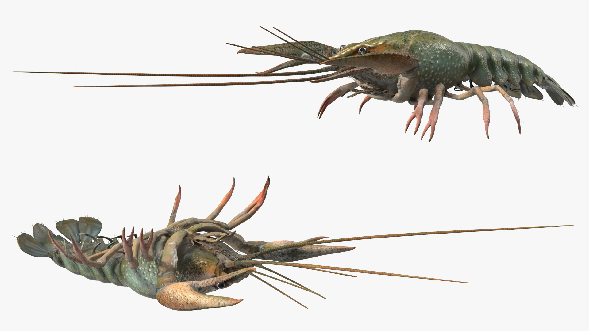 Paranephrops Rigged 3D model