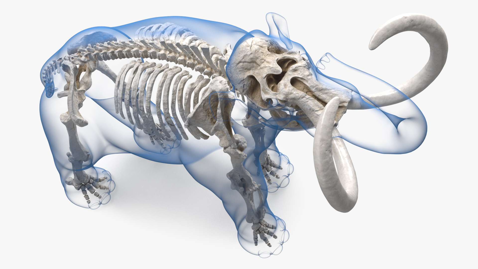 Adult Mammoth Clean Skeleton Shell Roar 3D model