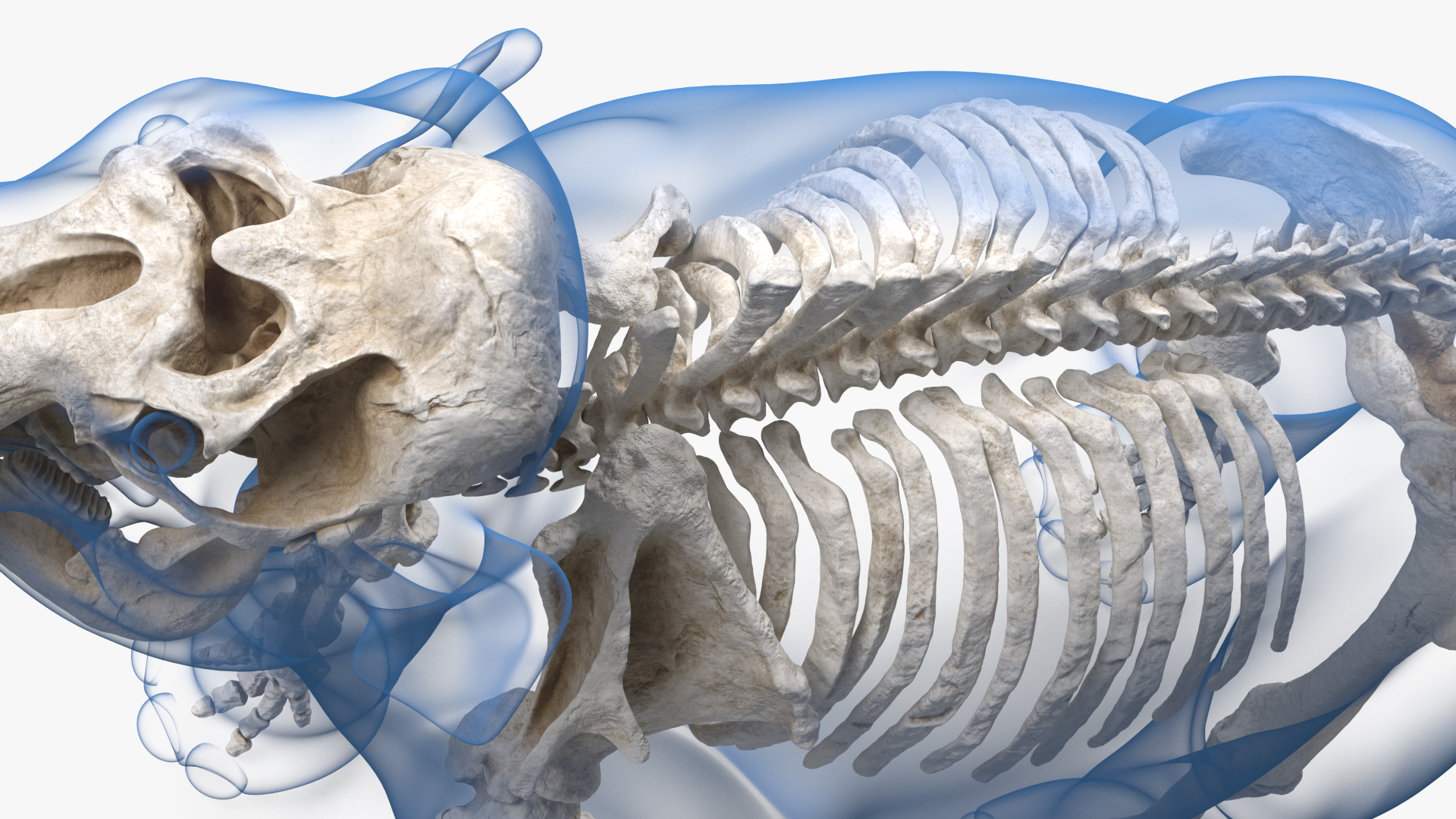 Adult Mammoth Clean Skeleton Shell Roar 3D model