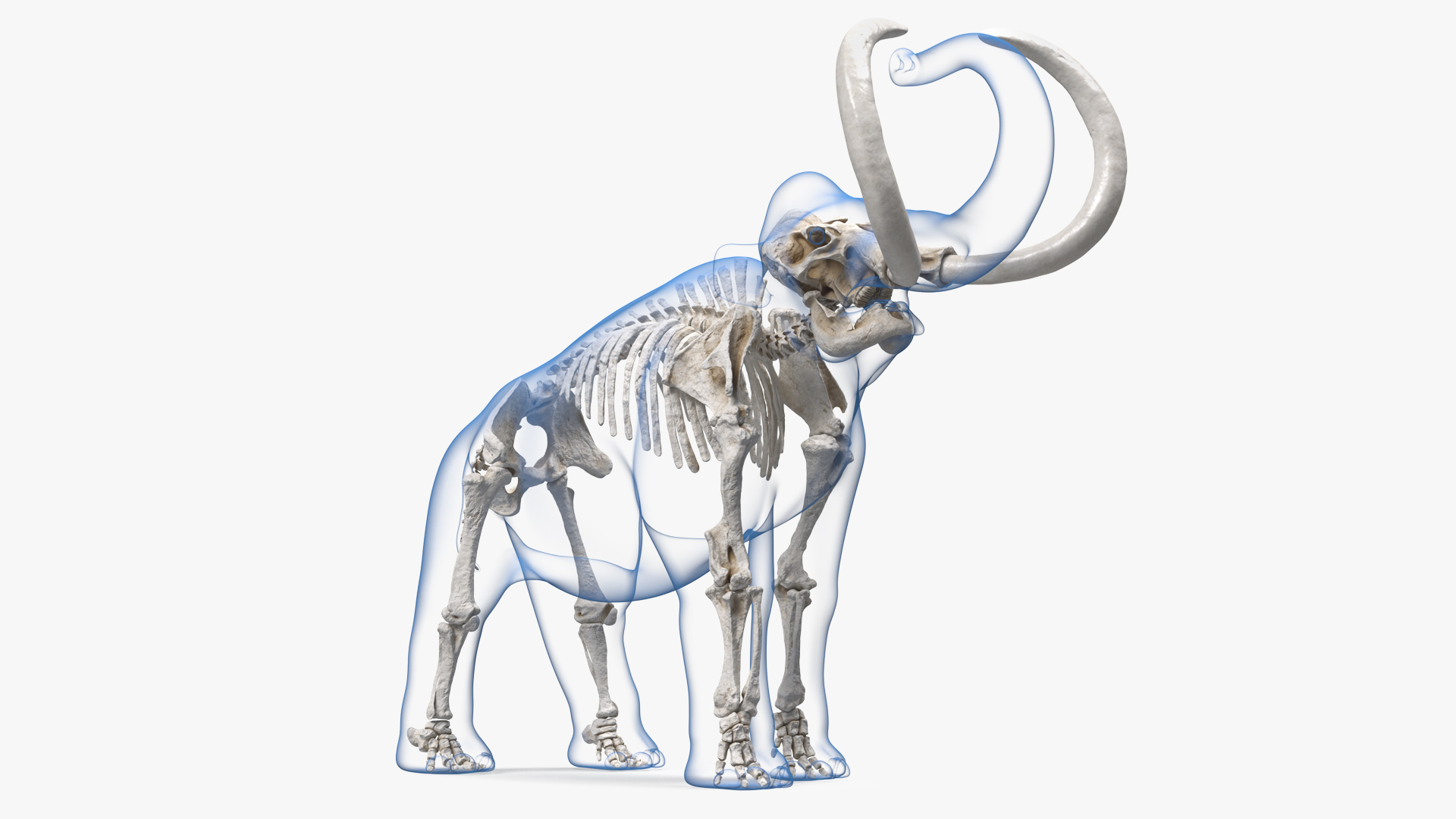 Adult Mammoth Clean Skeleton Shell Roar 3D model