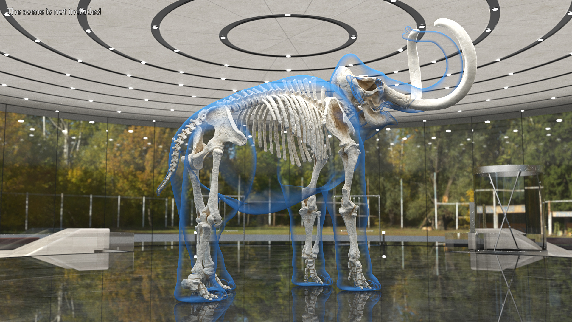 Adult Mammoth Clean Skeleton Shell Roar 3D model