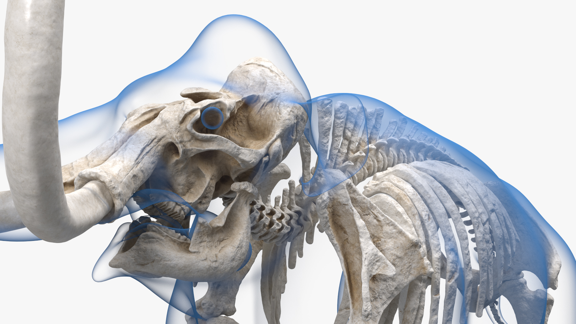 Adult Mammoth Clean Skeleton Shell Roar 3D model