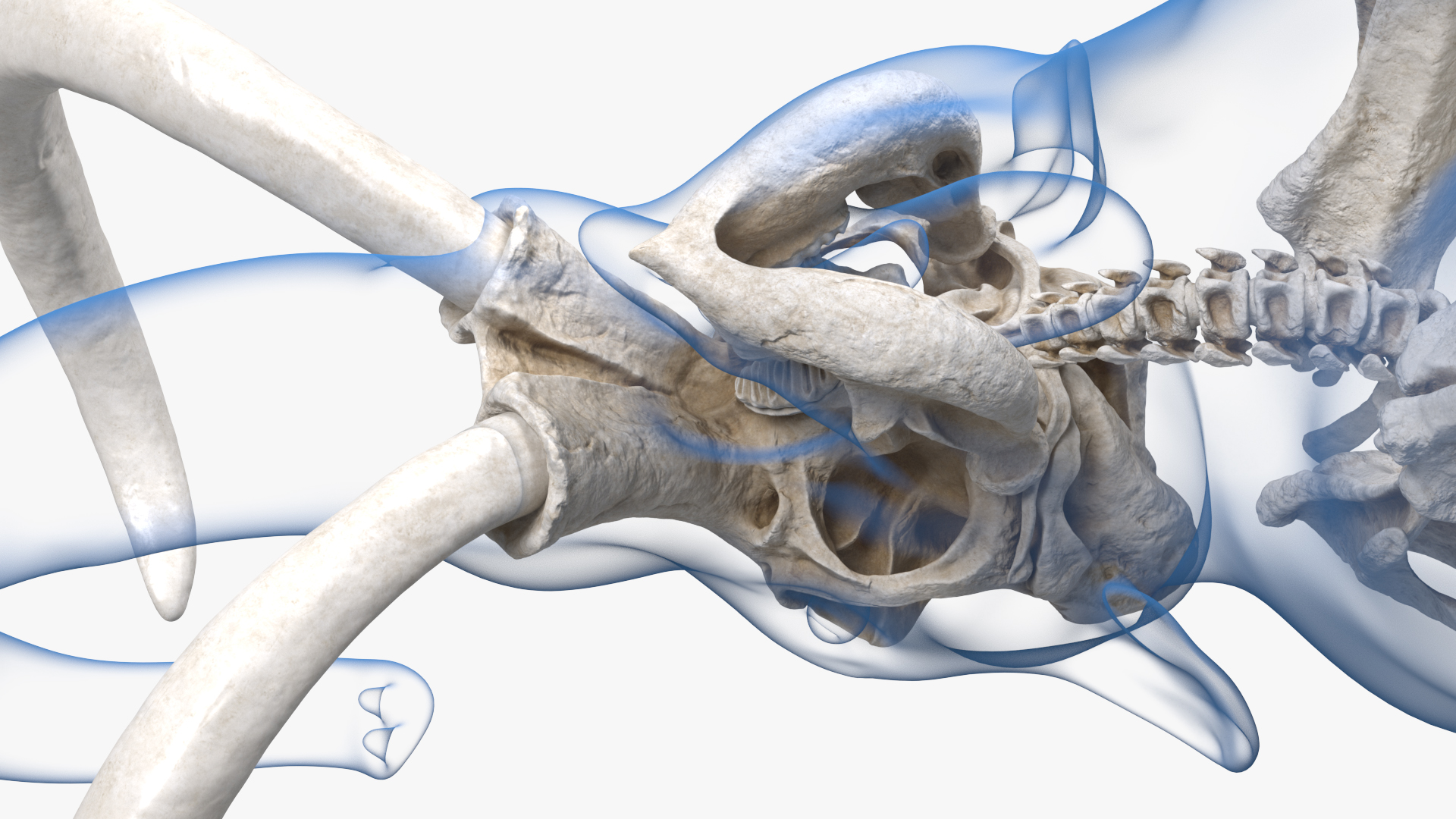 Adult Mammoth Clean Skeleton Shell Roar 3D model