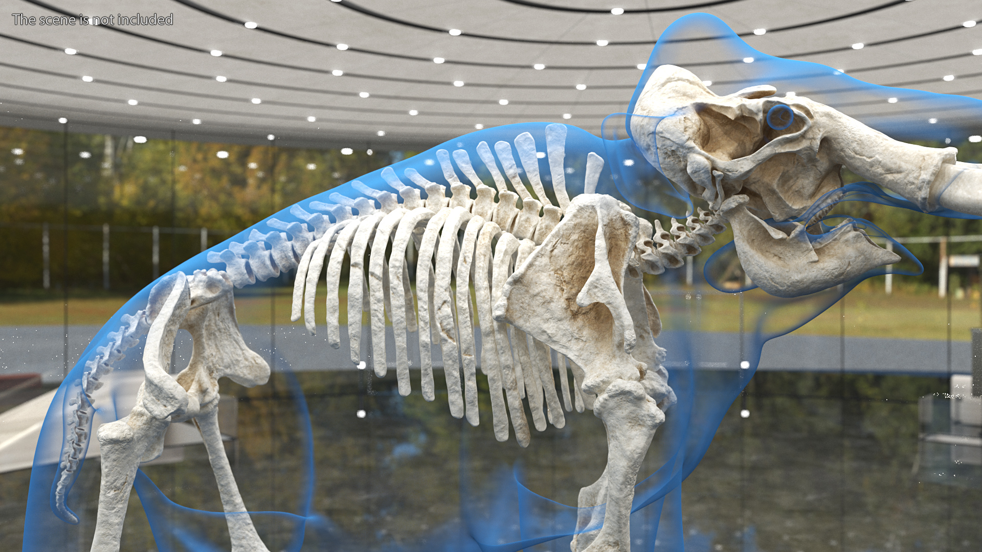 Adult Mammoth Clean Skeleton Shell Roar 3D model