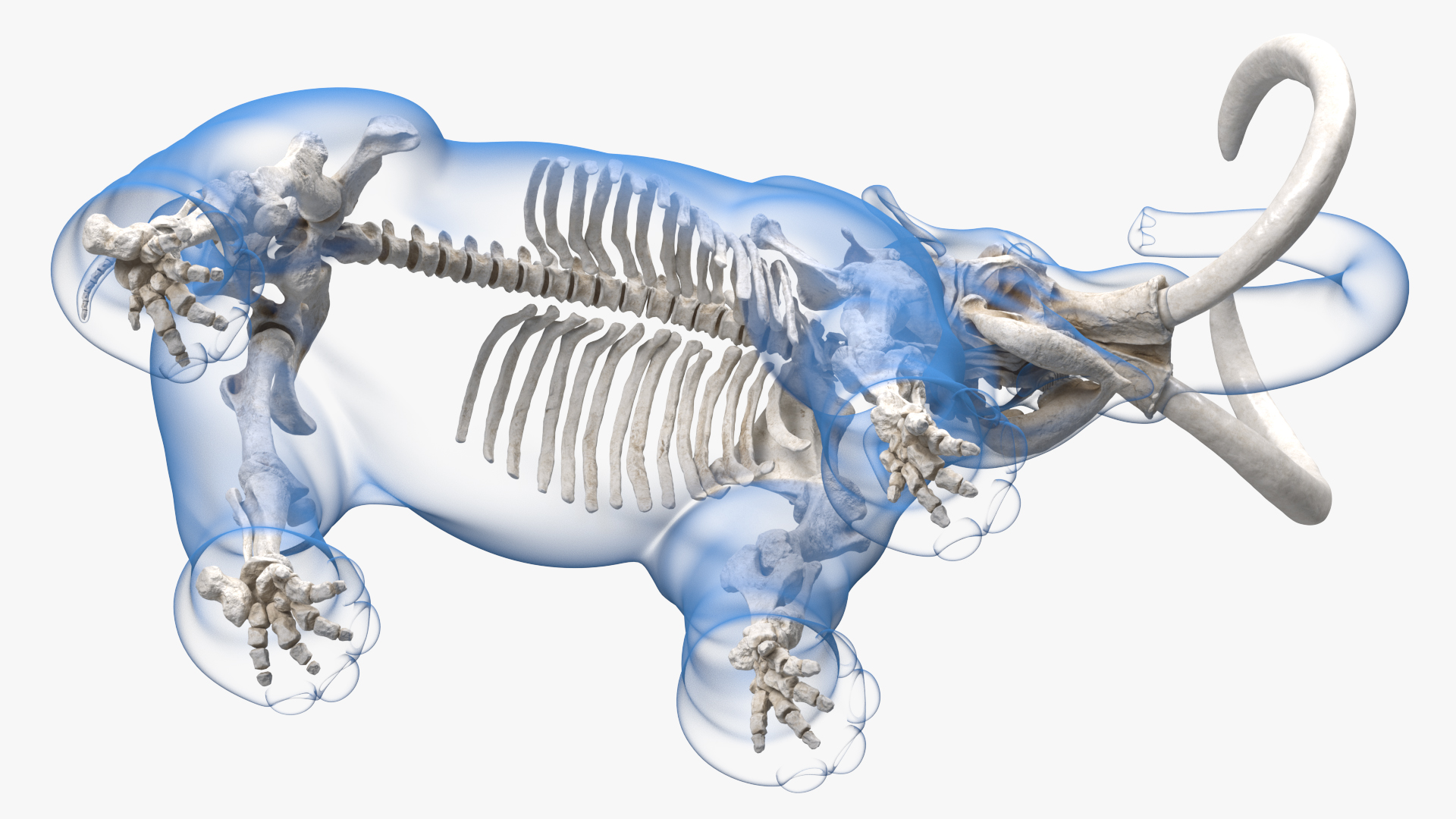 Adult Mammoth Clean Skeleton Shell Roar 3D model