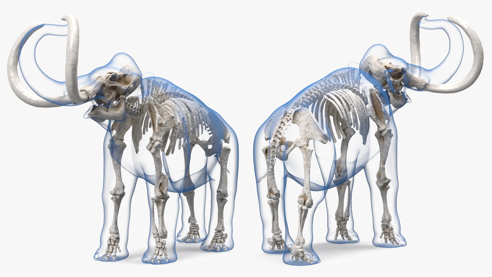 Adult Mammoth Clean Skeleton Shell Roar 3D model