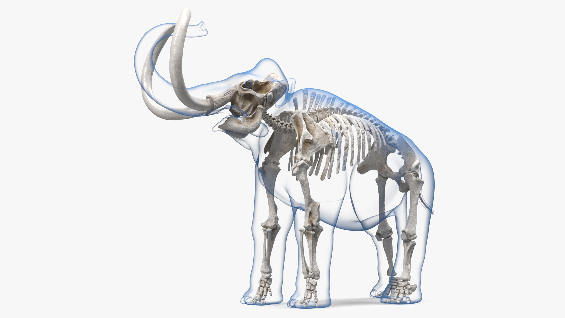 Adult Mammoth Clean Skeleton Shell Roar 3D model