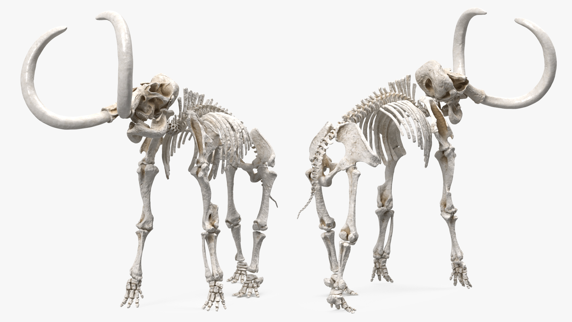 Adult Mammoth Clean Skeleton Shell Roar 3D model