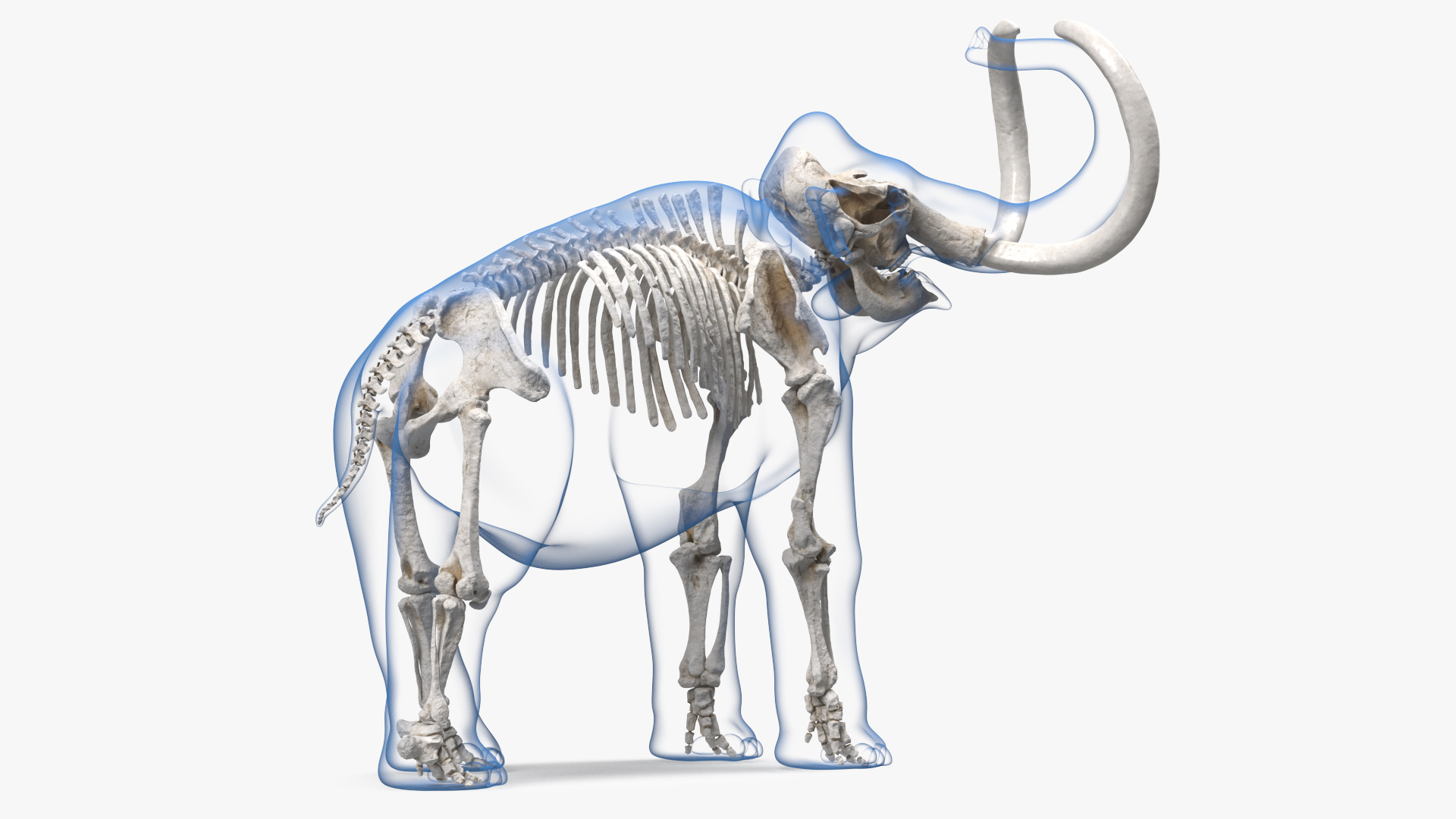 Adult Mammoth Clean Skeleton Shell Roar 3D model