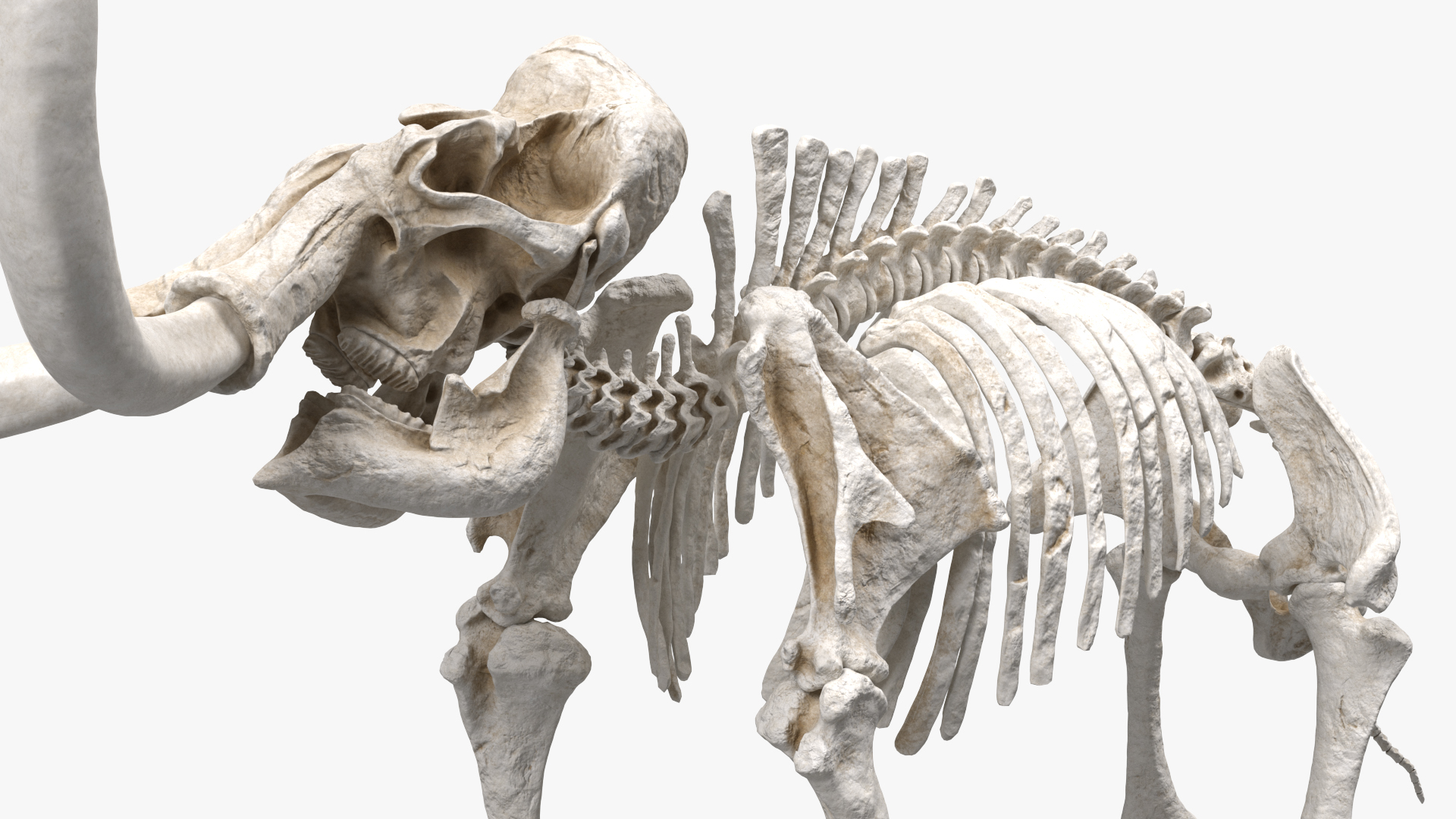 Adult Mammoth Clean Skeleton Shell Roar 3D model