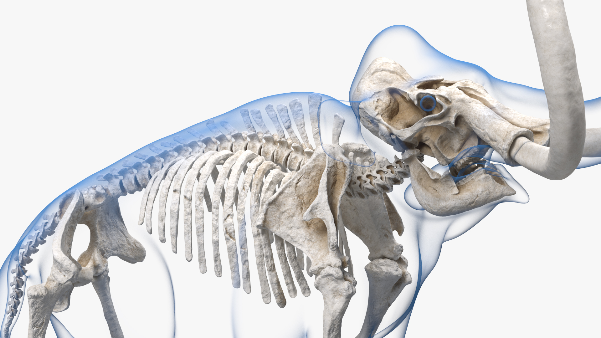 Adult Mammoth Clean Skeleton Shell Roar 3D model